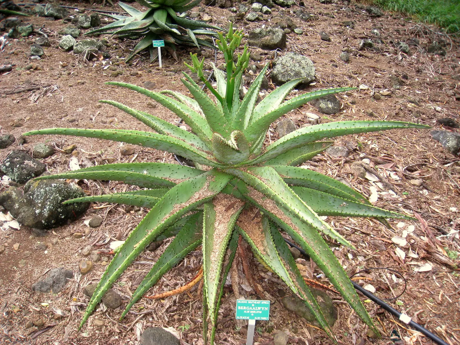 Mountain Aloe (Aloe Marlothii) — notable for its gray-green leaves adorned with reddish-brown spines
