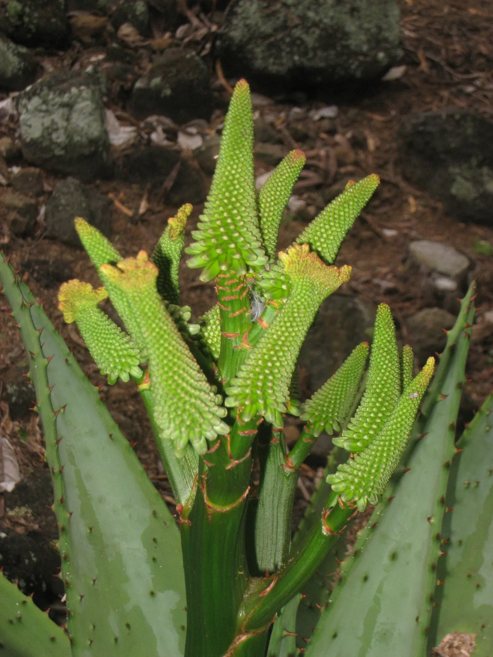 Mountain Aloe (Aloe Marlothii) — single-stemmed plant towering to 10ft