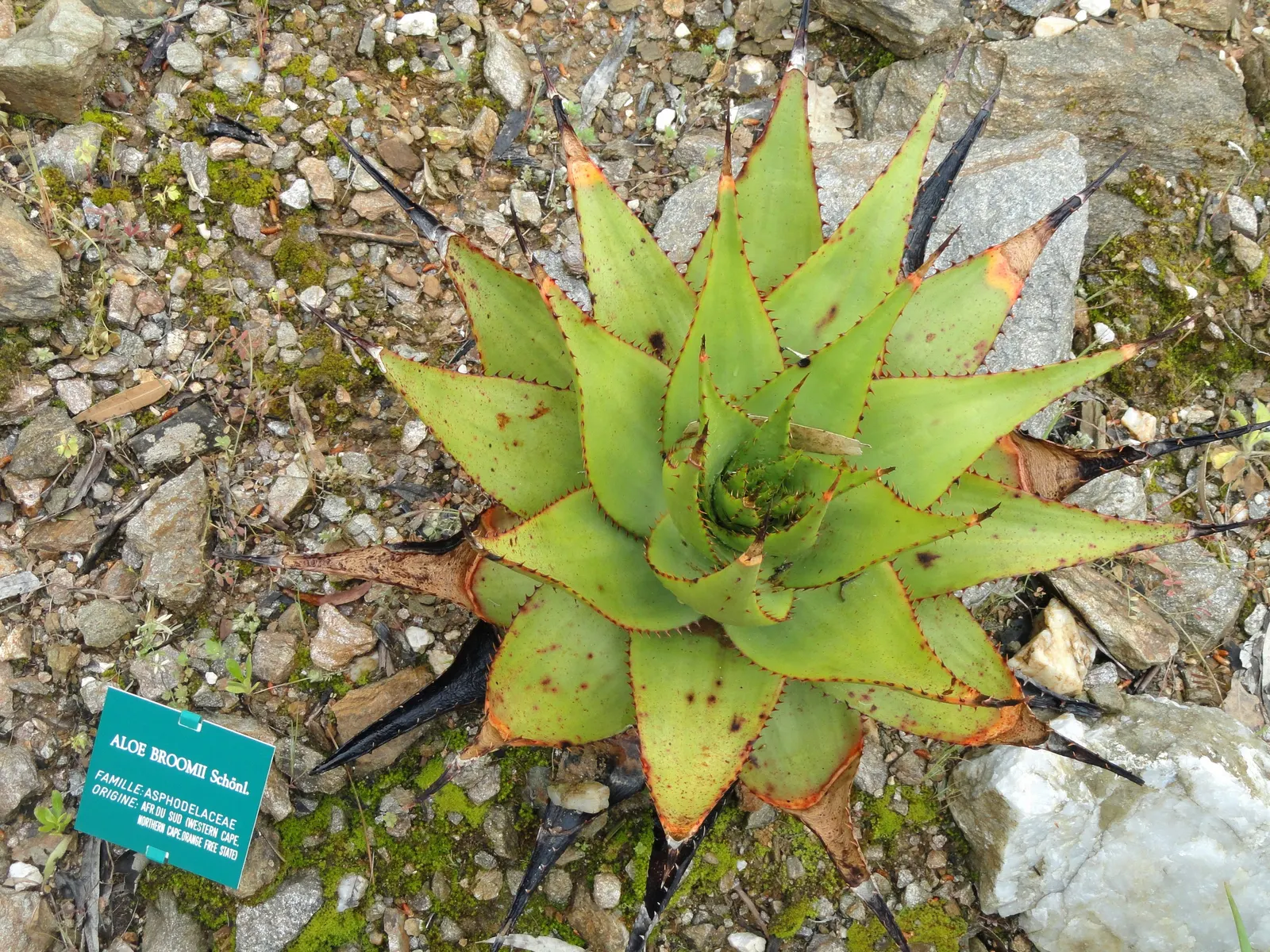 Mountain Aloe (Aloe Marlothii) — stands as a striking specimen in any arid landscape design