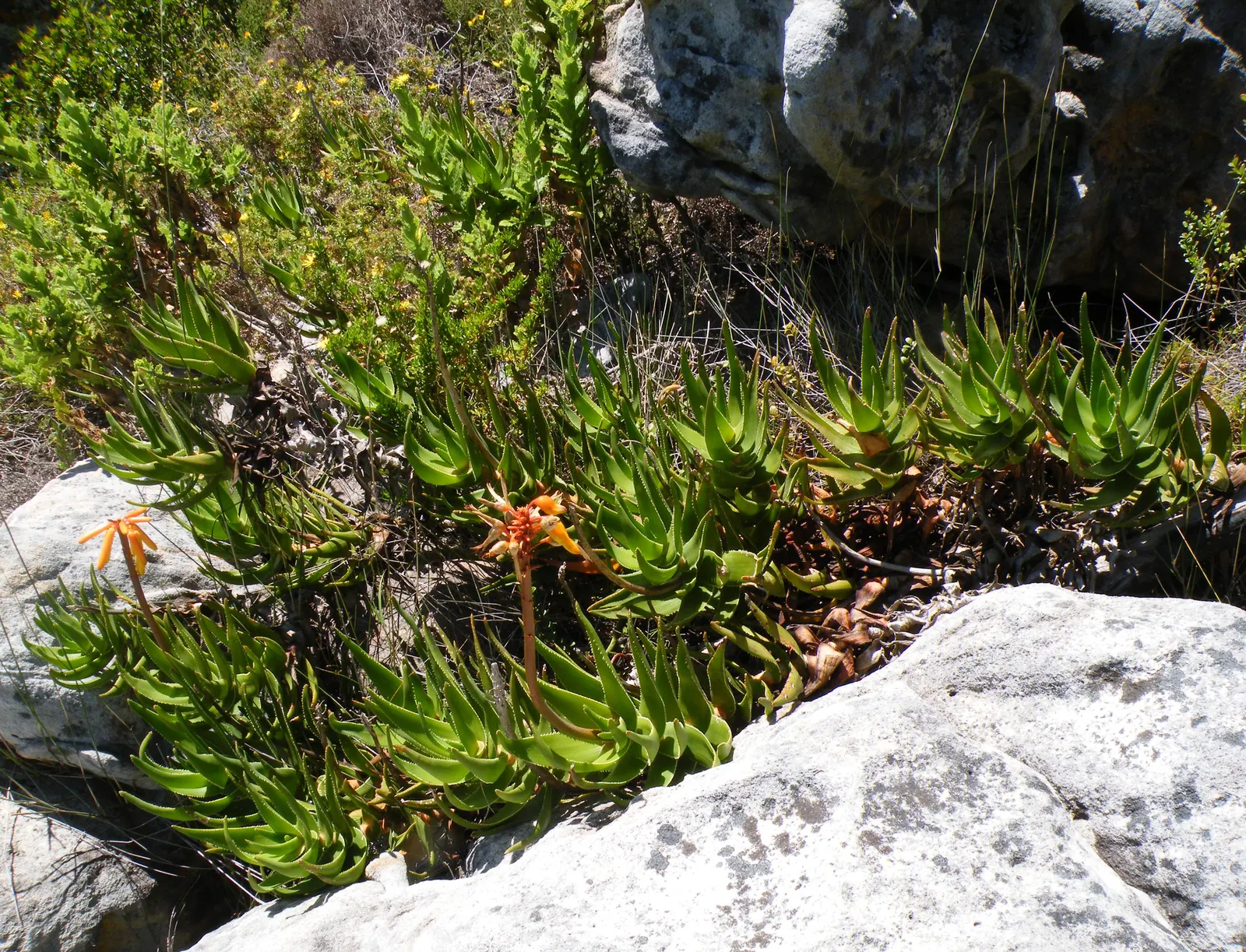 Mountain Aloe (Aloe Marlothii) — Its grand stature is crowned with a stunning display of orange to red flowers blooming in winter; the Mountain Aloe adapts