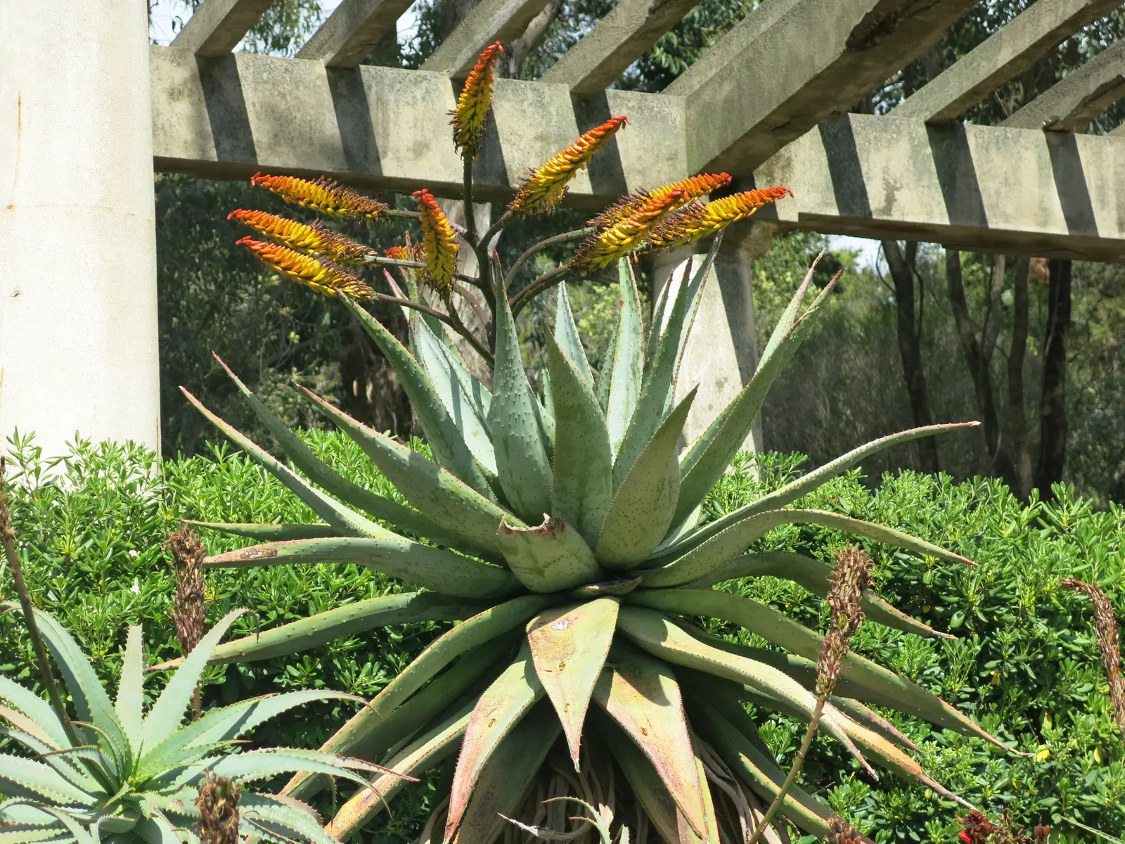 Mountain Aloe (Aloe Marlothii) — prominent for its grand stature and distinctive foliage