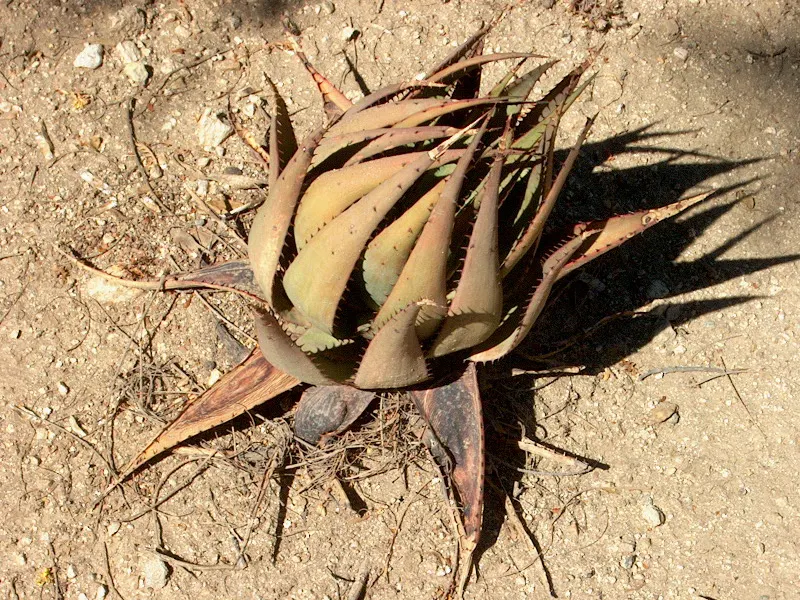 Mountain Aloe (Aloe Marlothii) — always allowing ample space for mature growth