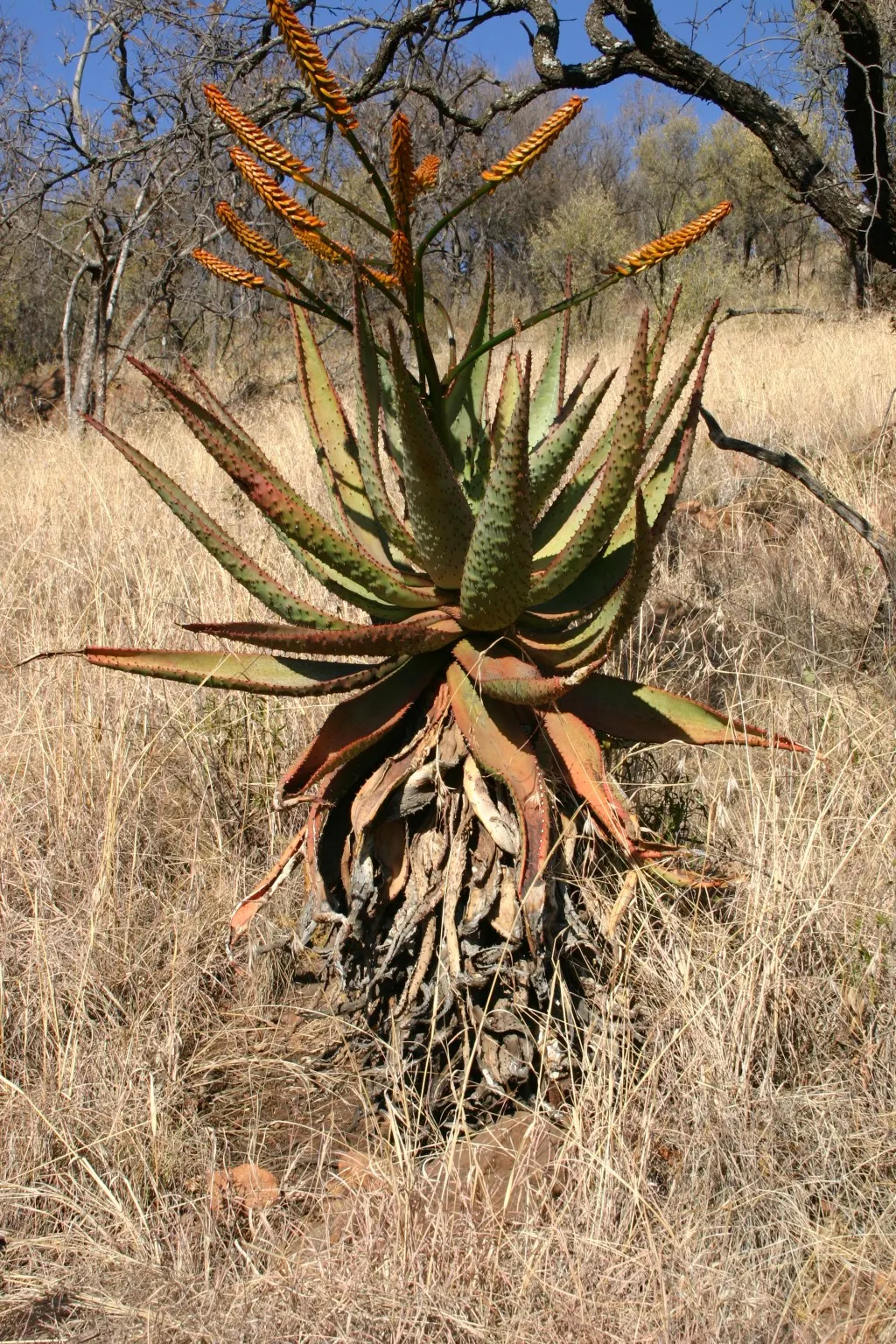 Mountain Aloe (Aloe Marlothii) — Aloe marlothii produces impressive