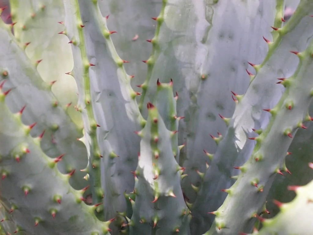 Mountain Aloe (Aloe Marlothii) — rising up to 3 to 5 feet above the foliage