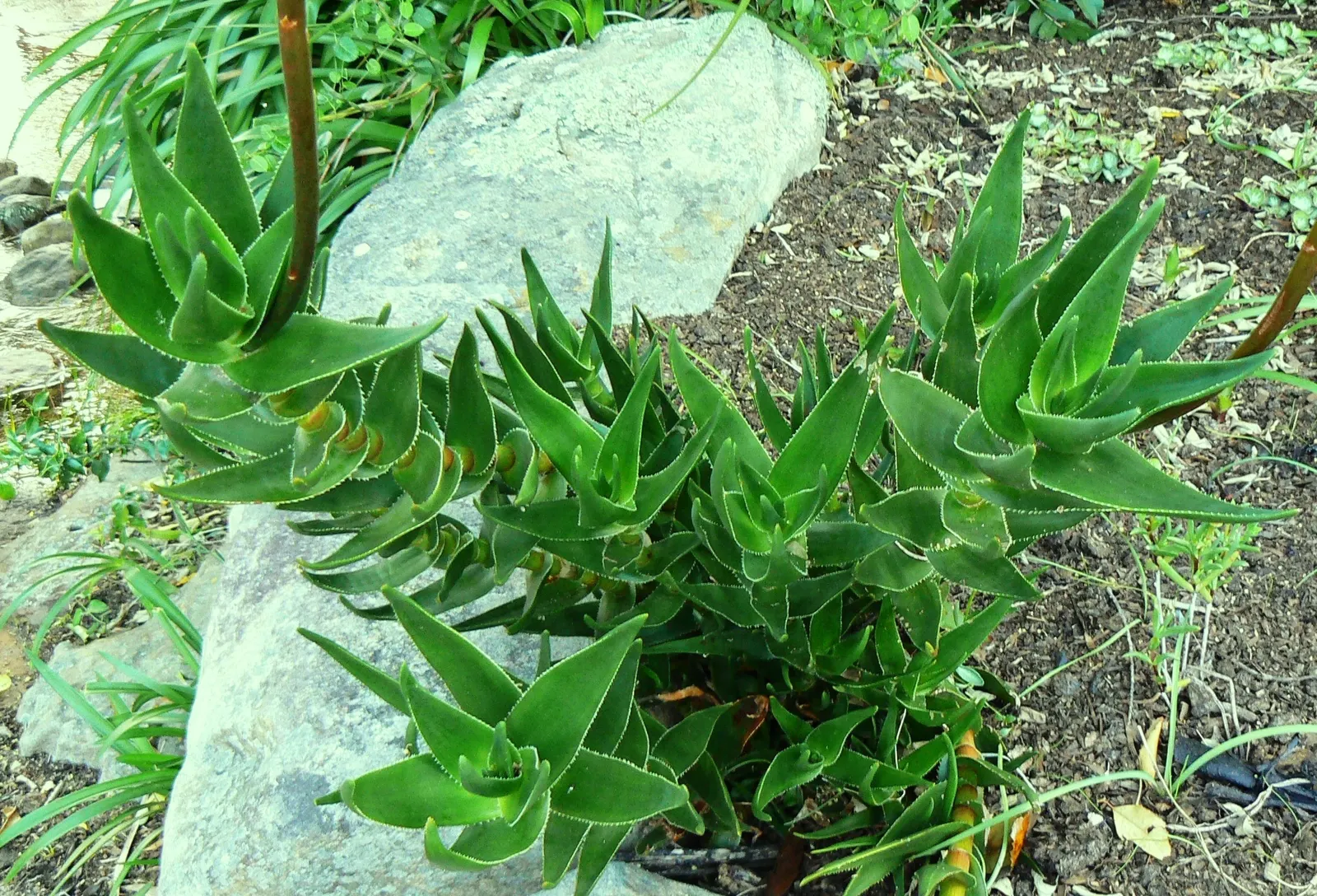 Mountain Aloe (Aloe Marlothii) — this succulent adds a sculptural presence and vertical element to your garden tableau; which can reach 3 to 4 feet in length