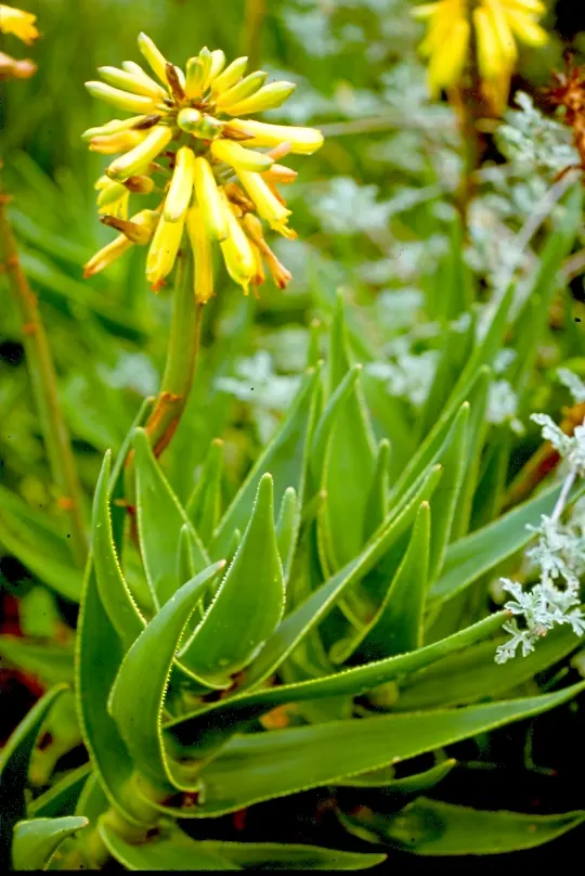 Mountain Aloe (Aloe Marlothii) — notable for its gray-green leaves adorned with reddish-brown spines; lined with reddish-brown teeth along the edges