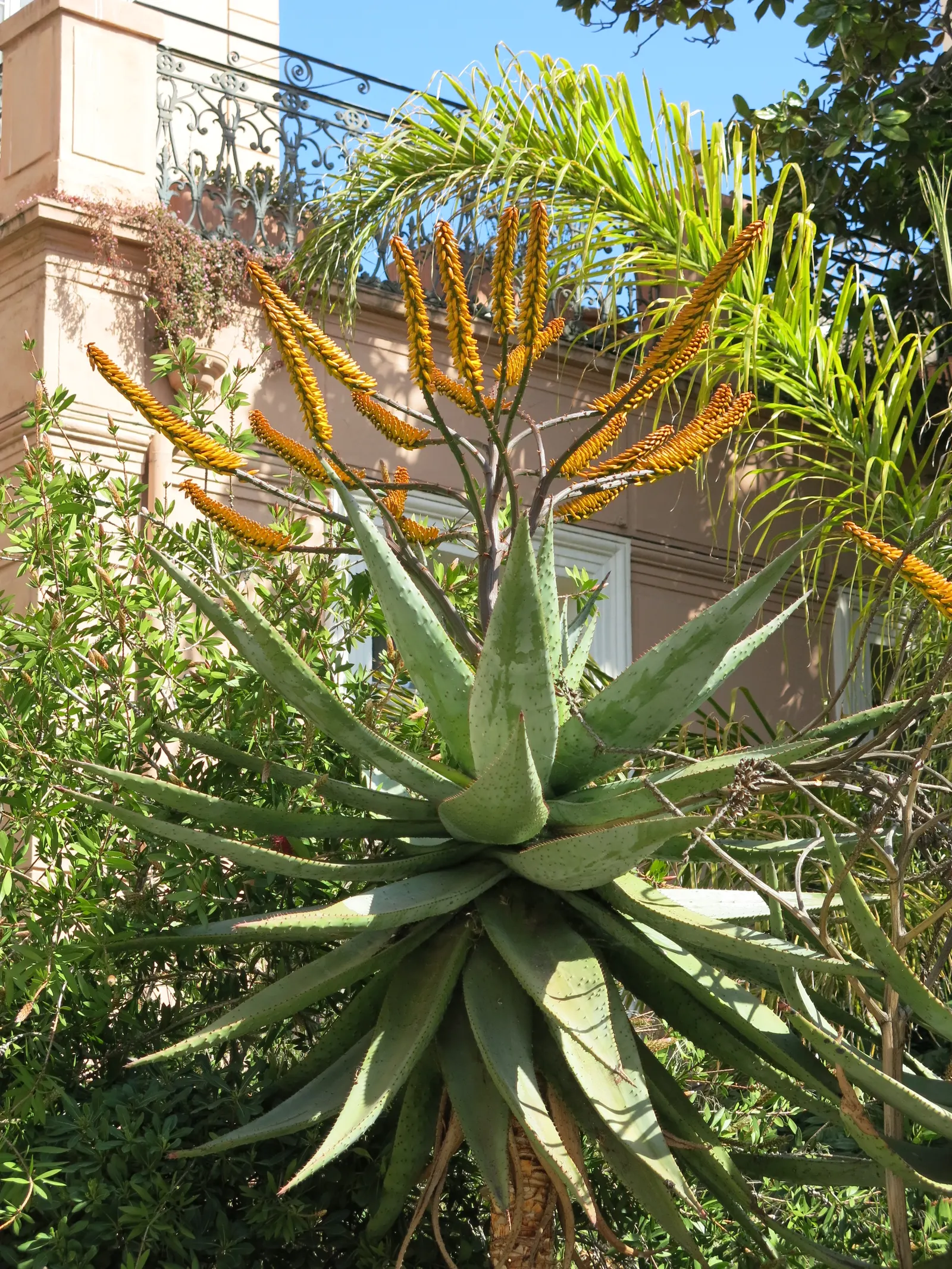 Mountain Aloe (Aloe Marlothii) — Its grand stature is crowned with a stunning display of orange to red flowers blooming in winter