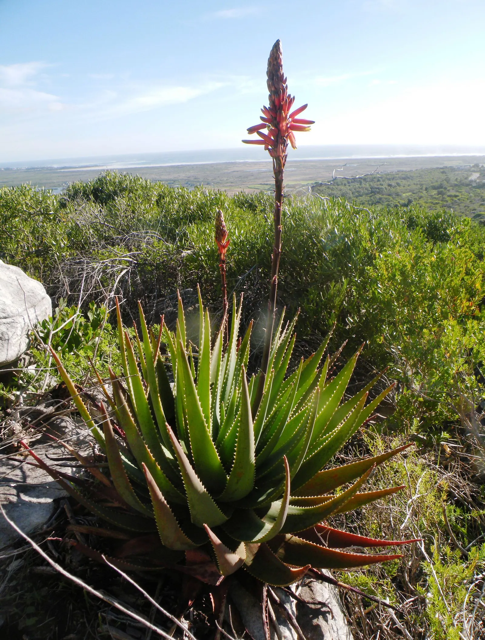 Mountain Aloe (Aloe Marlothii) — succulent with orange blooms