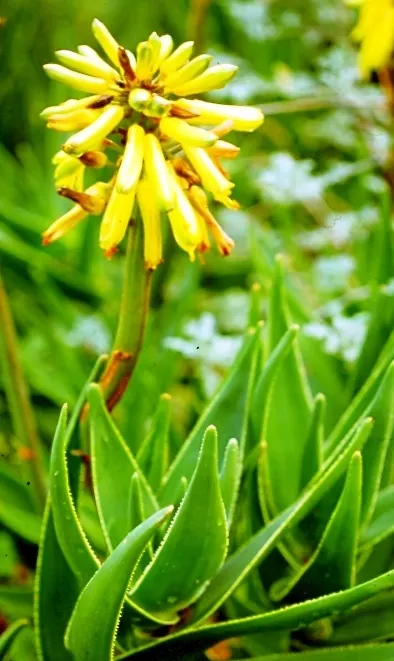 Mountain Aloe (Aloe Marlothii) — offering a dynamic display of wildlife interaction within your garden
