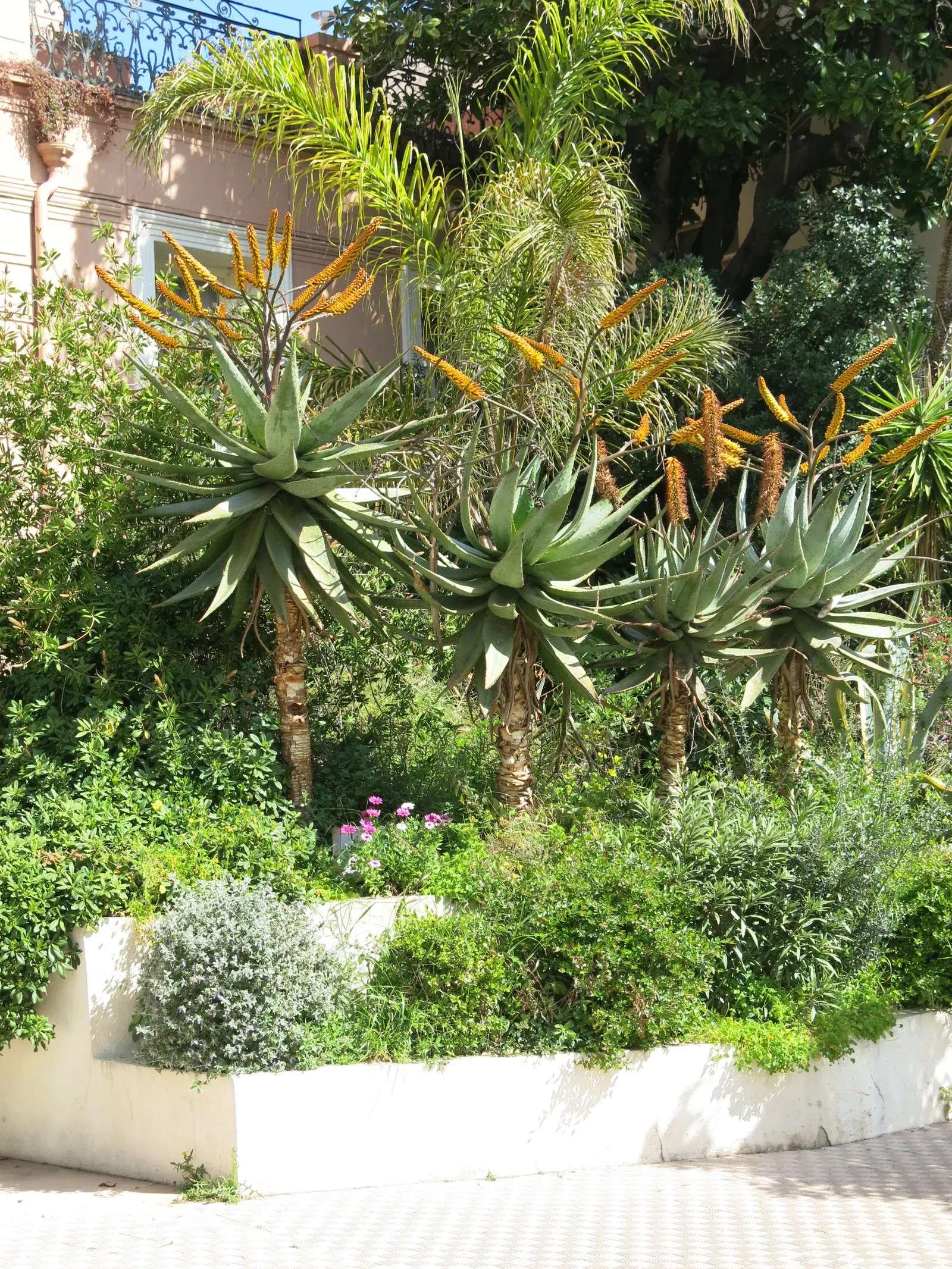 Mountain Aloe (Aloe Marlothii) — making it an ideal focal piece for xeriscaped gardens and arid landscapes