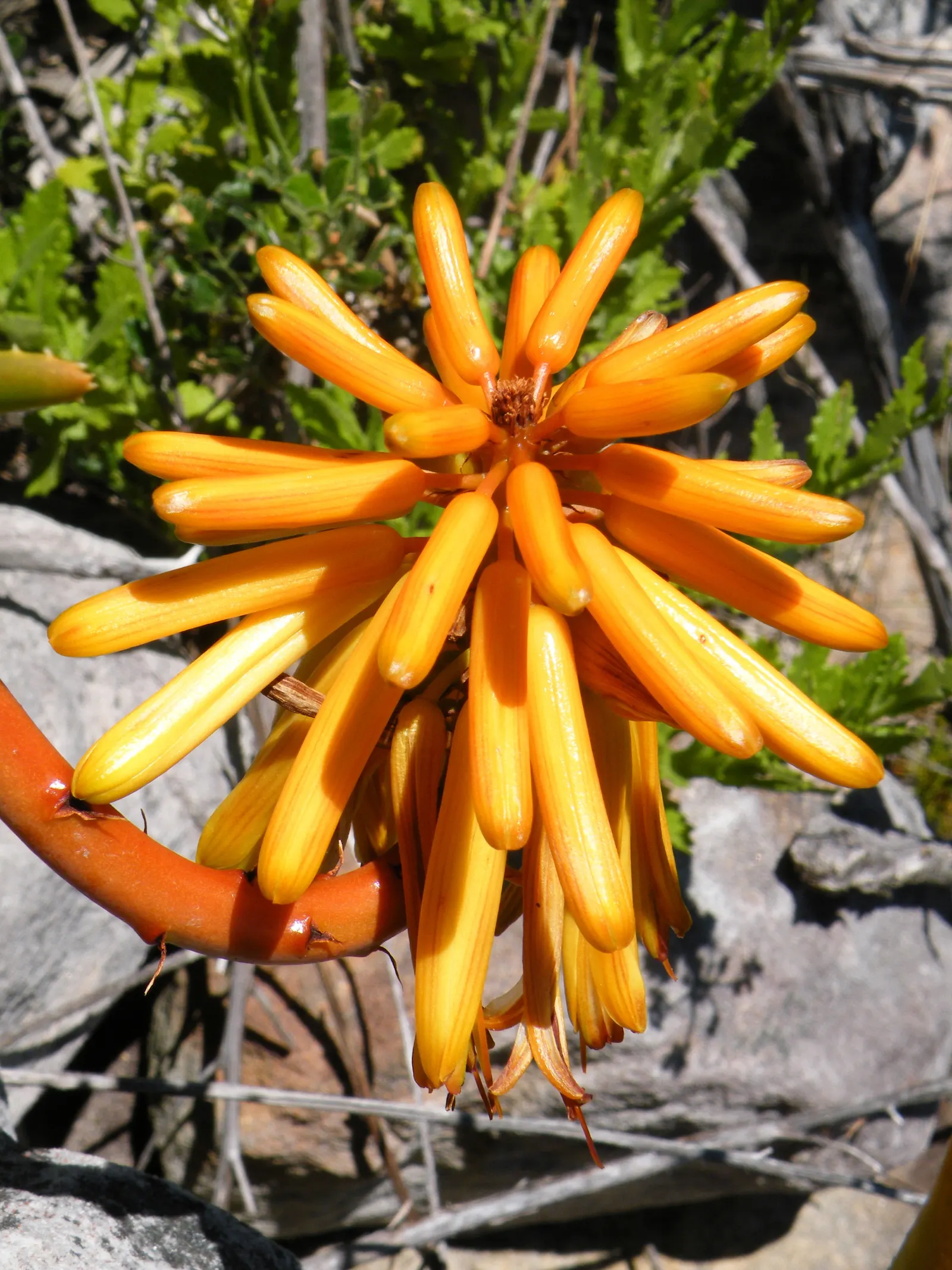 Mountain Aloe (Aloe Marlothii) — orange flowers in the garden