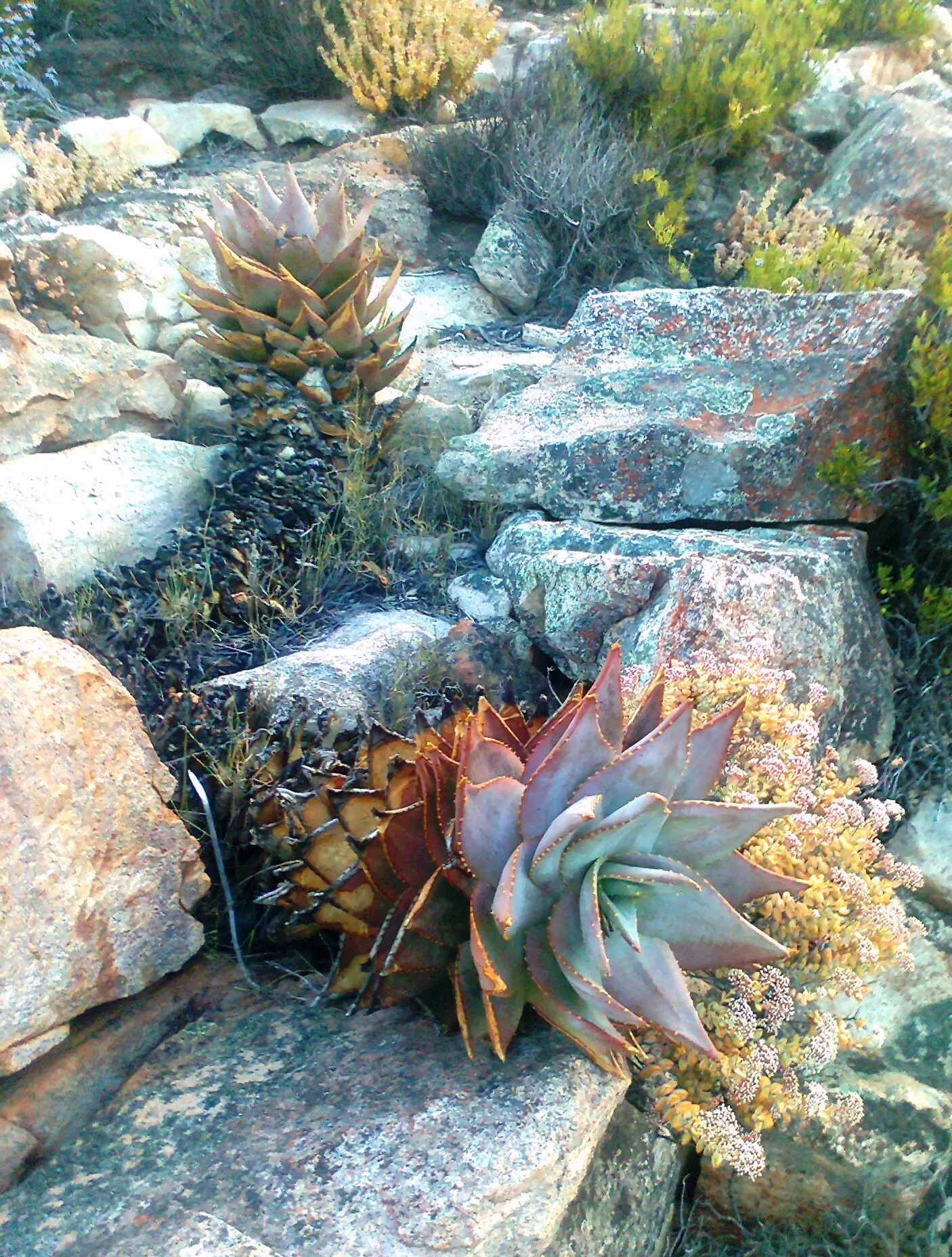 Mountain Aloe (Aloe Marlothii) — single-stemmed plant towering to 10ft; this drought-resistant succulent thrives in full sun