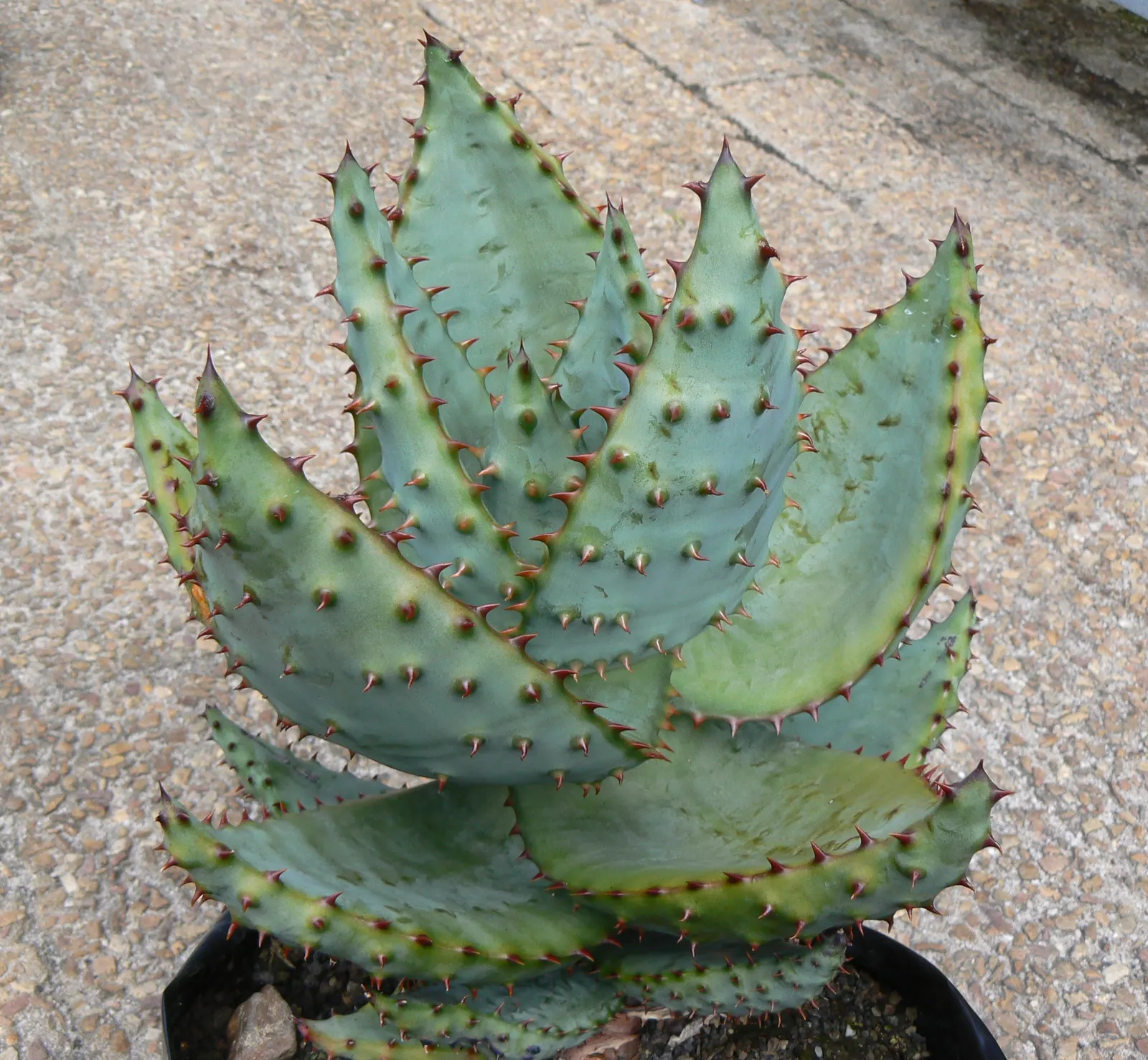 Mountain Aloe (Aloe Marlothii) — providing texture and a touch of color contrast.<br><br>From late fall to winter