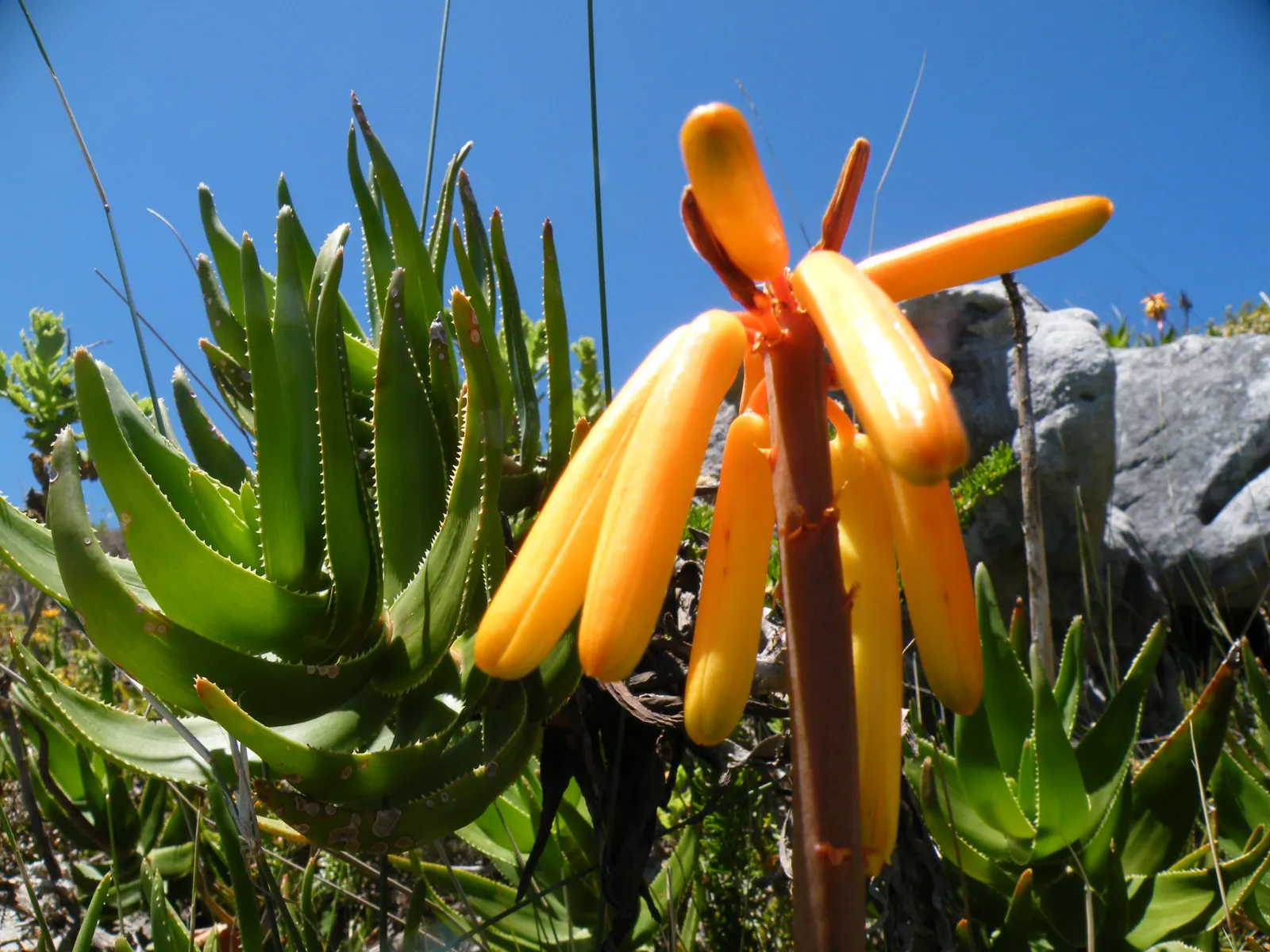 Mountain Aloe (Aloe Marlothii) — stands as a striking specimen in any arid landscape design; rising up to 3 to 5 feet above the foliage