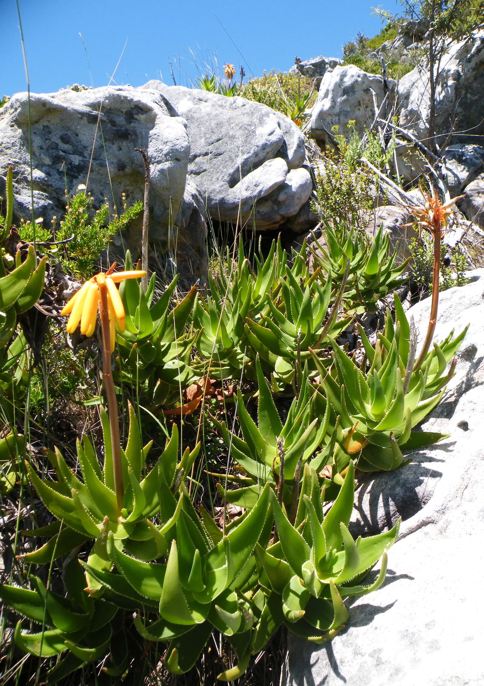 Mountain Aloe (Aloe Marlothii) — Growing to a height of approximately 6 to 10 feet with a spread of nearly 5 to 8 feet; its grand stature is crowned with a