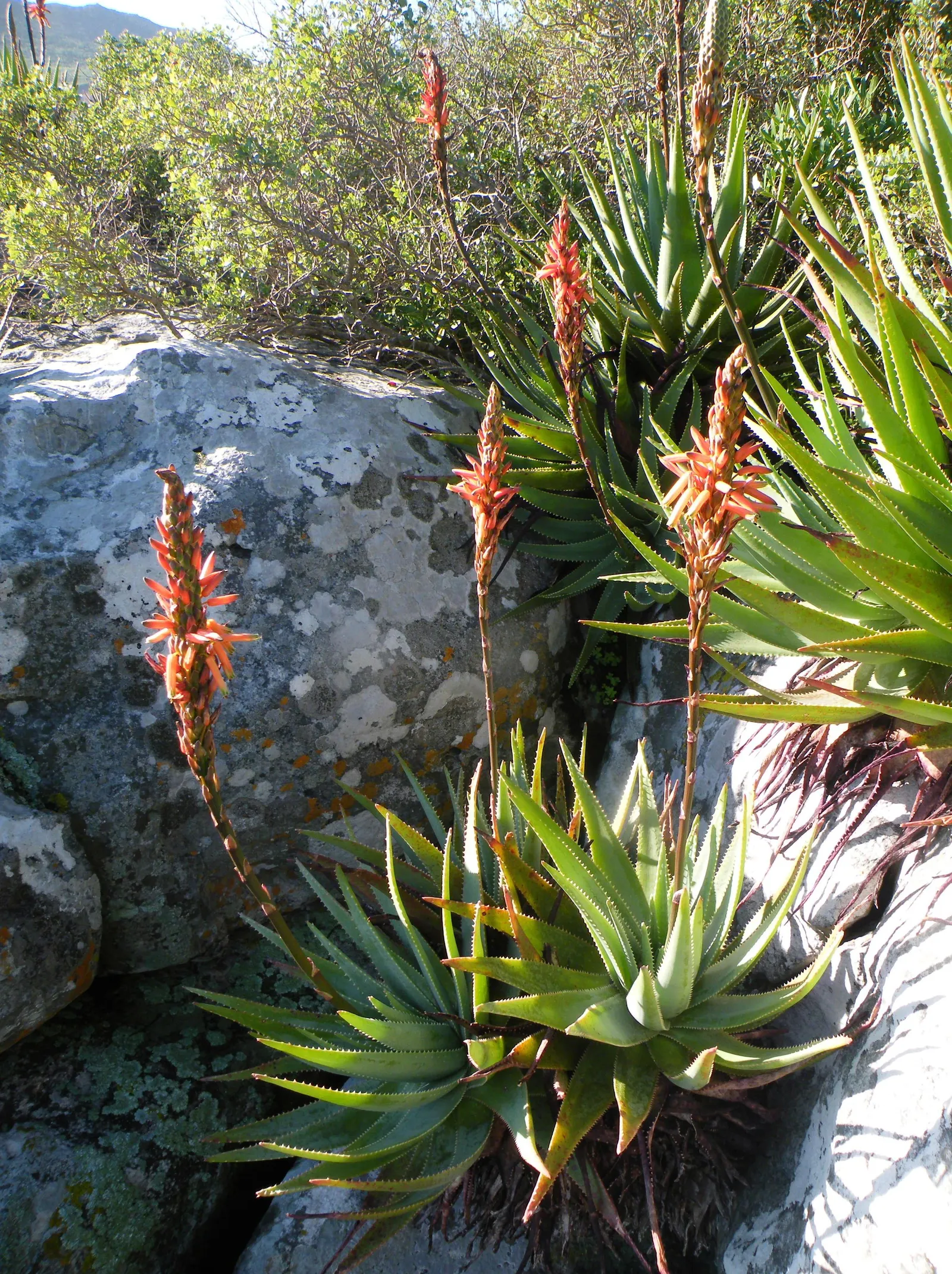 Mountain Aloe (Aloe Marlothii) — making it an ideal focal piece for xeriscaped gardens and arid landscapes; prominent for its grand stature and distinctive
