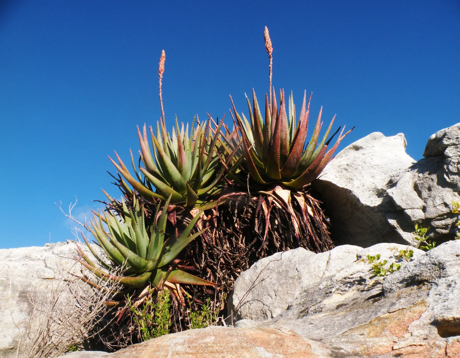 Mountain Aloe (Aloe Marlothii) — Ideally planted in USDA hardiness zones 9 to 11