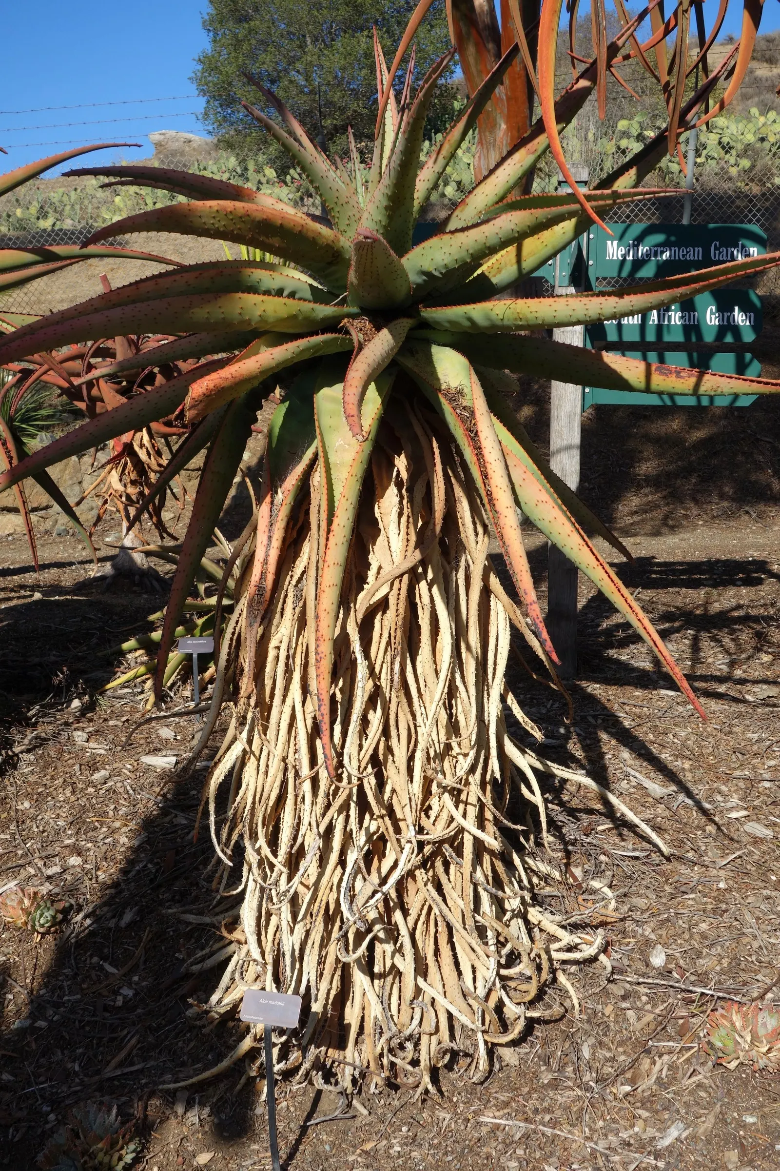 Mountain Aloe (Aloe Marlothii) — Growing to a height of approximately 6 to 10 feet with a spread of nearly 5 to 8 feet