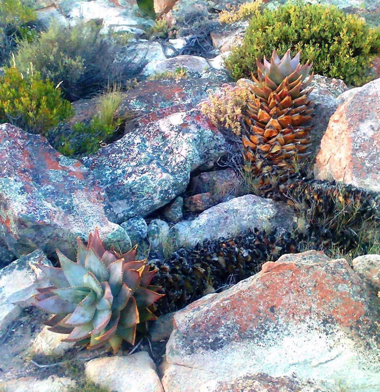Mountain Aloe (Aloe Marlothii) — succulent for full