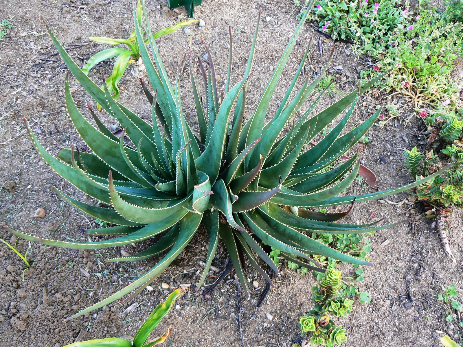 Mountain Aloe (Aloe Marlothii) — prominent for its grand stature and distinctive foliage; always allowing ample space for mature growth