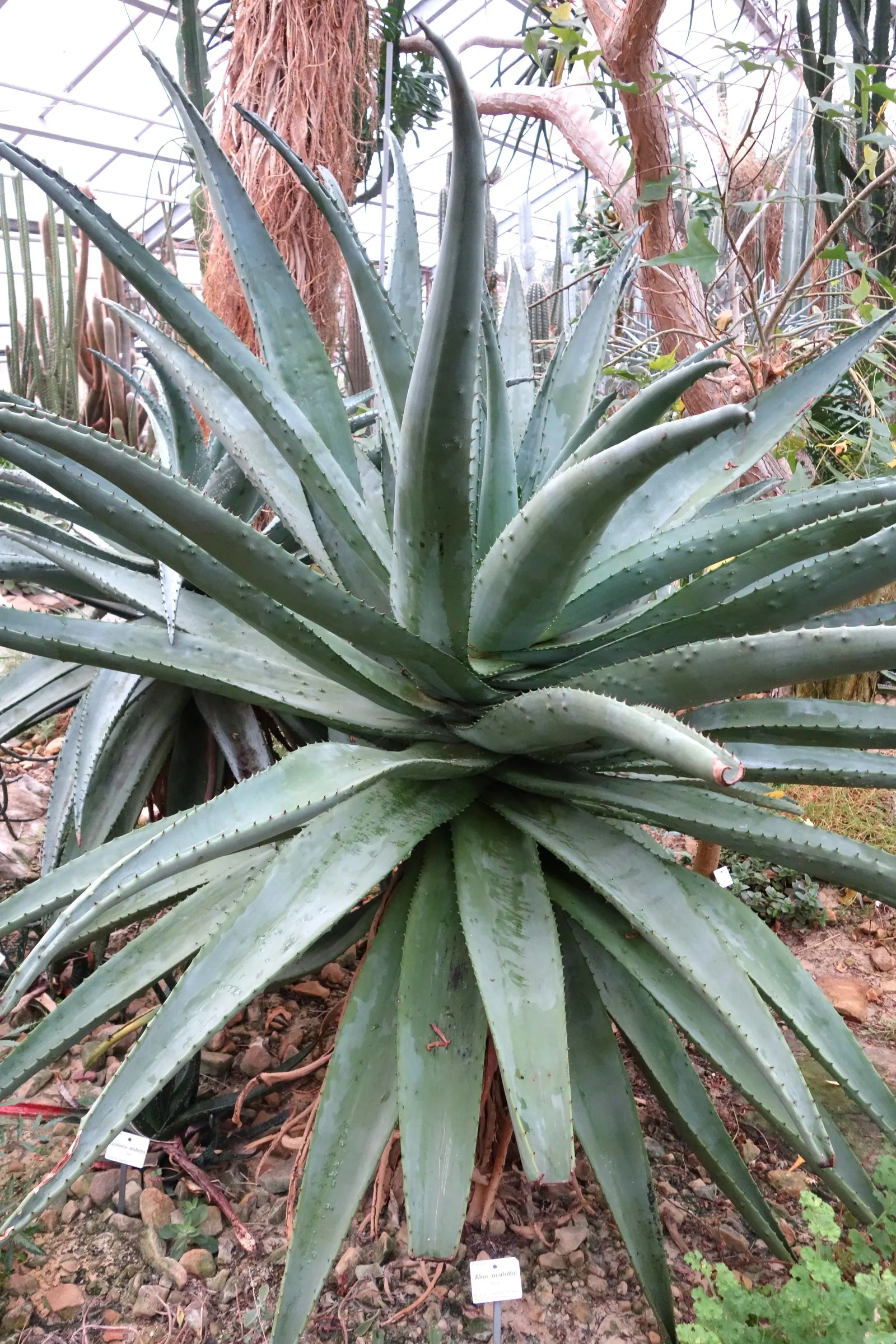 Mountain Aloe (Aloe Marlothii) — this succulent adds a sculptural presence and vertical element to your garden tableau