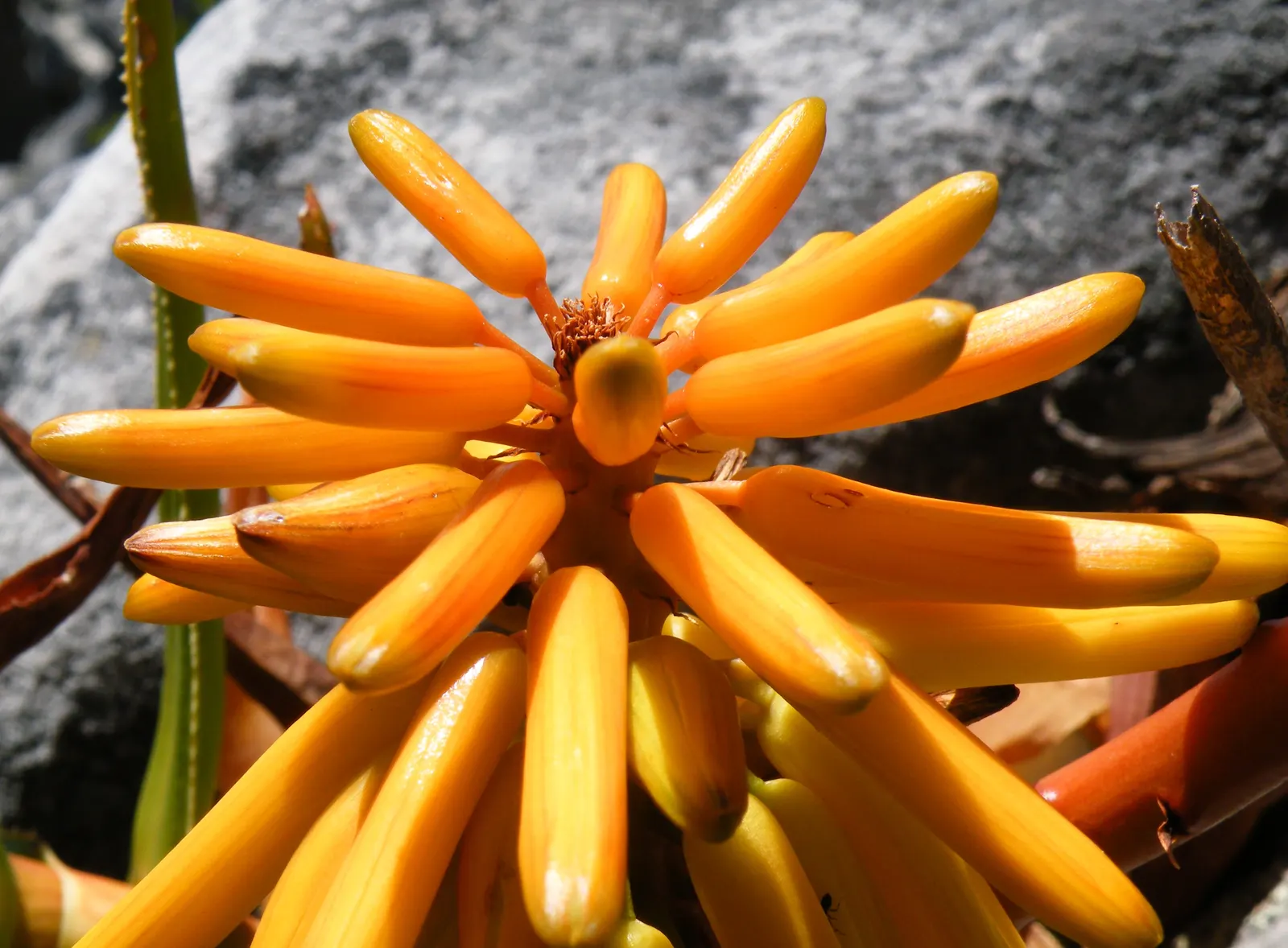 Mountain Aloe (Aloe Marlothii) — consider positioning it as a focal point or in clusters for dramatic effect
