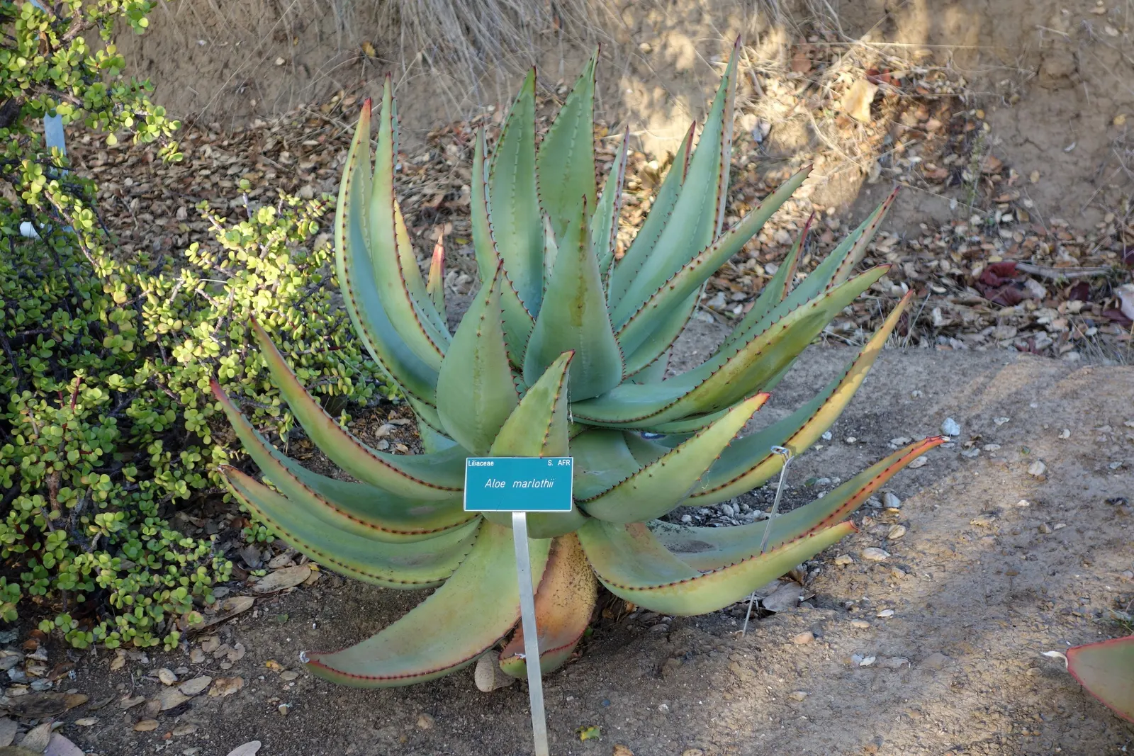 Mountain Aloe (Aloe Marlothii) — lined with reddish-brown teeth along the edges
