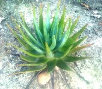 Mountain Aloe (Aloe Marlothii) — the Mountain Aloe adapts well to xeriscaping and requires minimal supplemental watering once established