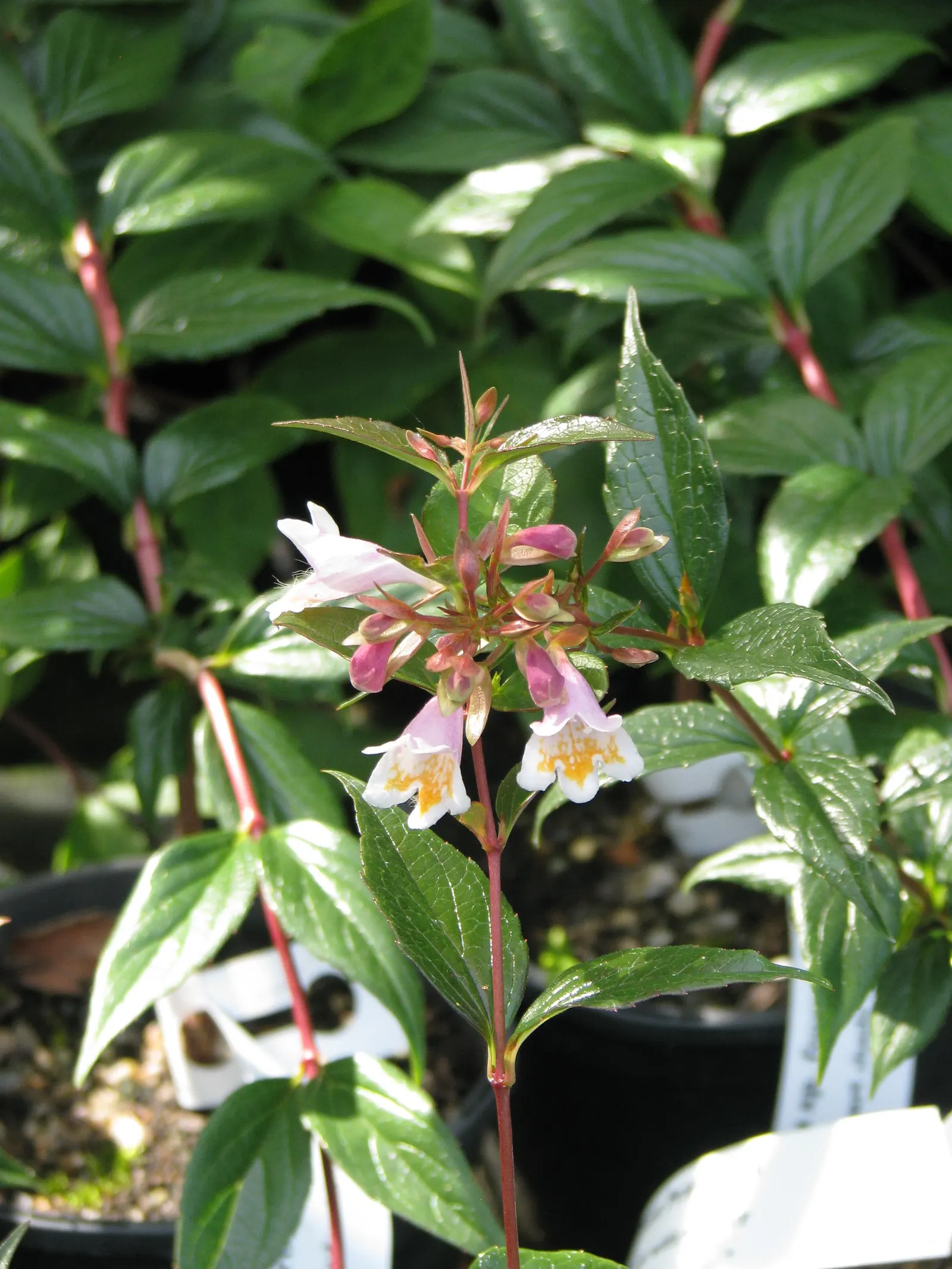 Pink Abelia (Abelia X Grandiflora) — shrub for full or half or shade; or as a stand-alone specimen