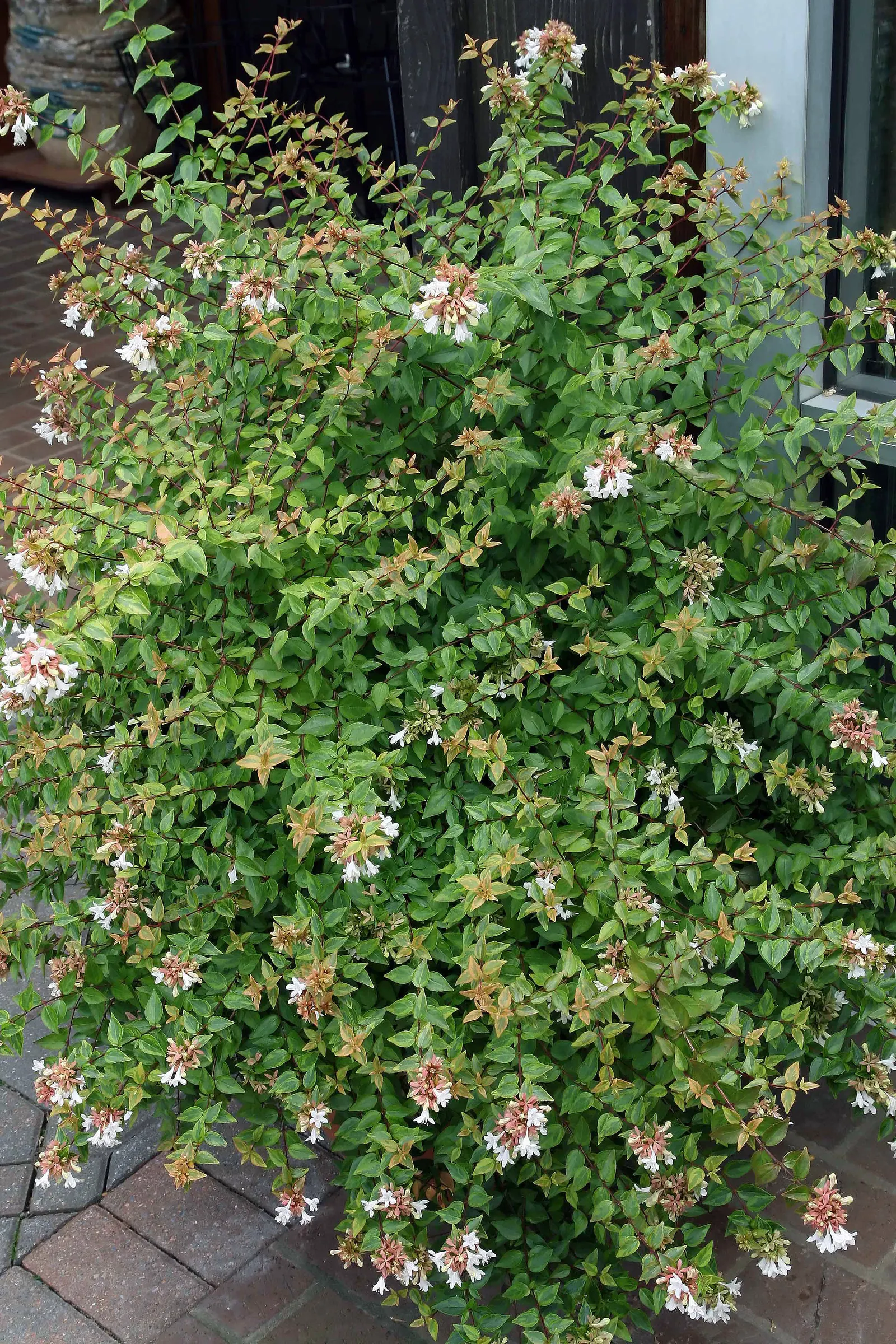 Pink Abelia (Abelia X Grandiflora) — shrub with pink blooms