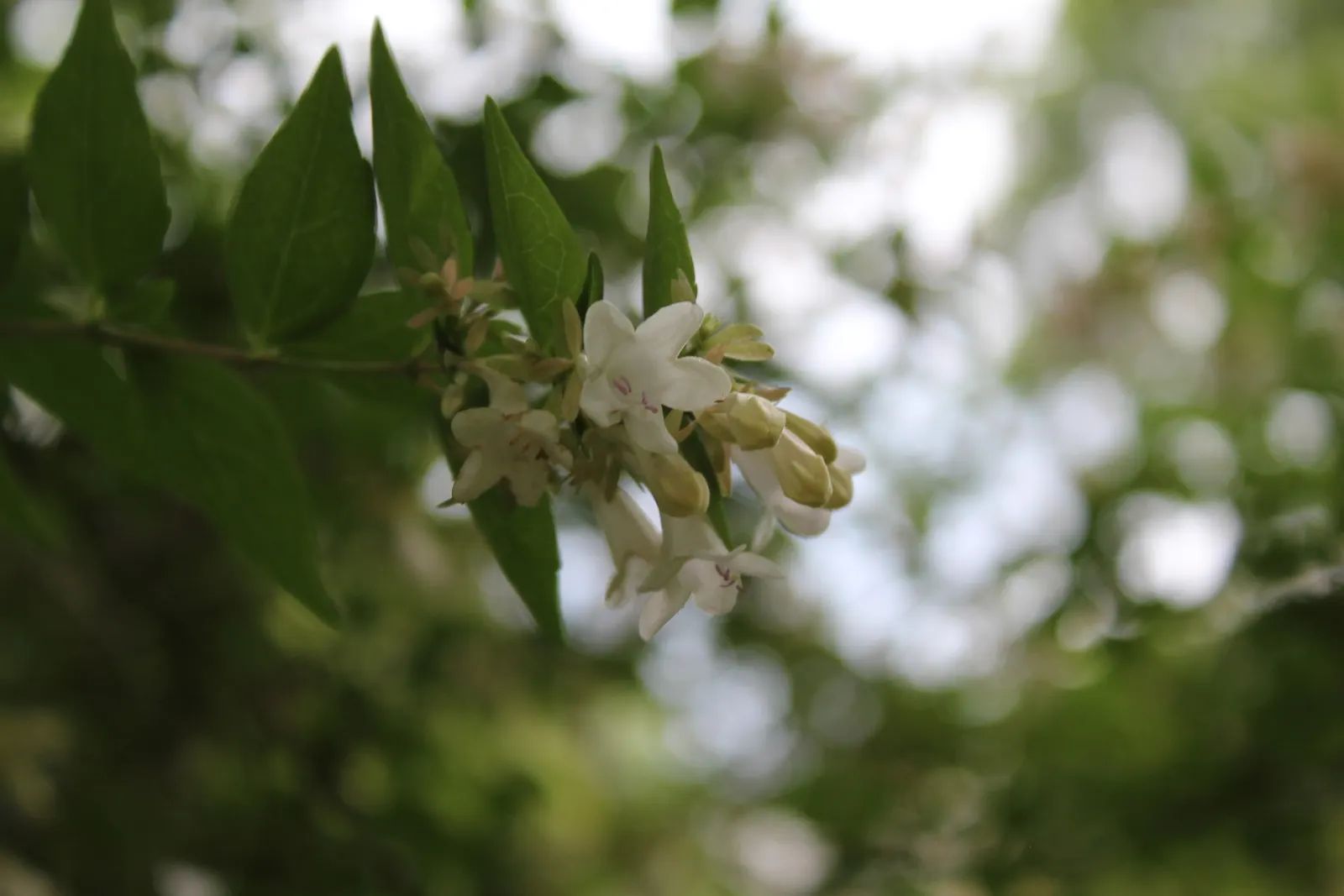 Pink Abelia (Abelia X Grandiflora) — Whether used as a foundation plant