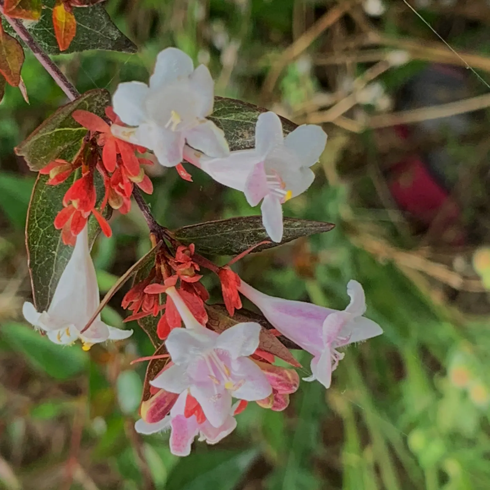 Pink Abelia (Abelia X Grandiflora) — from formal borders to naturalized areas; pink-tinged flowers that emit a sweet fragrance, image 73