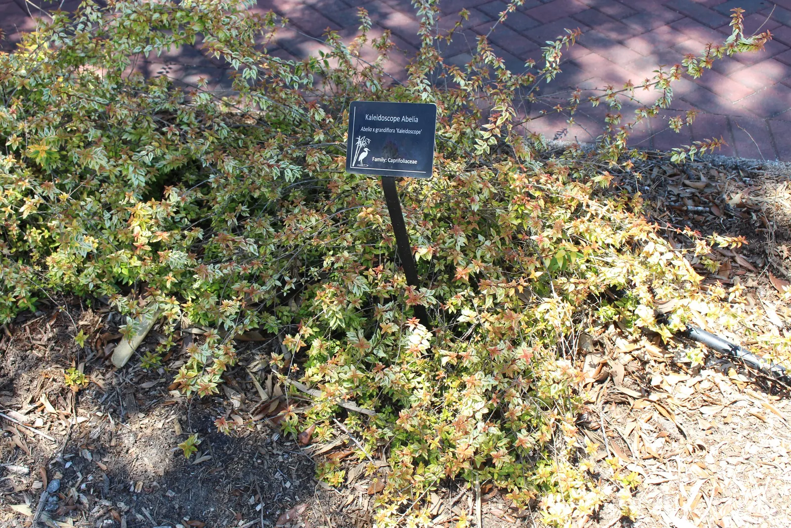 Pink Abelia (Abelia X Grandiflora) — This hybrid offers a graceful blend of durability and delicate beauty