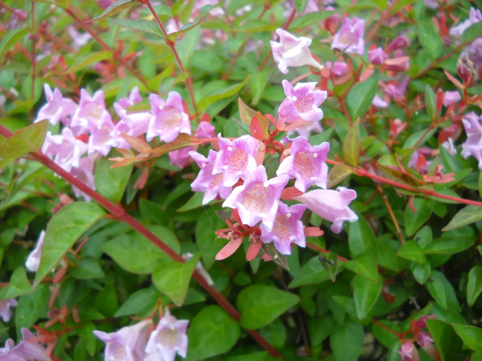 Pink Abelia (Abelia X Grandiflora) — When designing with the Pink Abelia; its low maintenance and resistance to pests make it an attractive, image 68