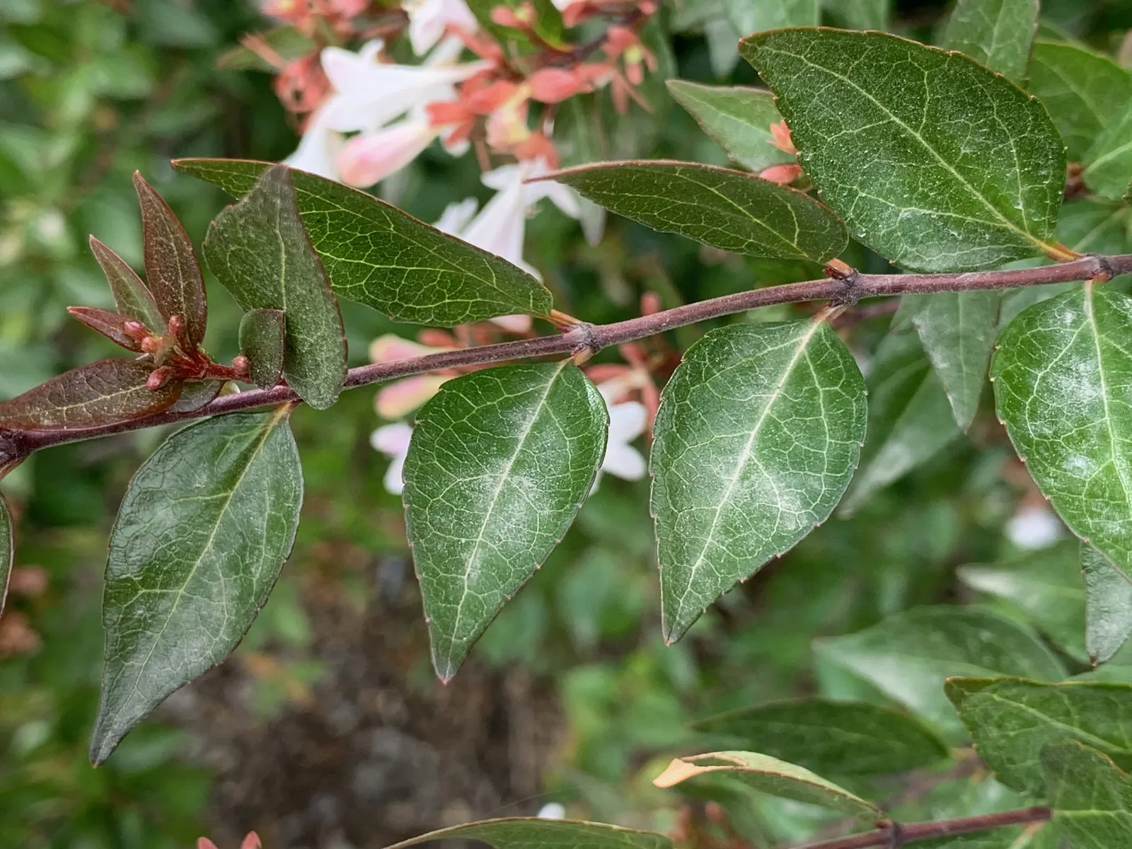 Pink Abelia (Abelia X Grandiflora) — is a semi-evergreen ornamental shrub that is a remarkable choice for enhancing landscape design; the Pink, image 59