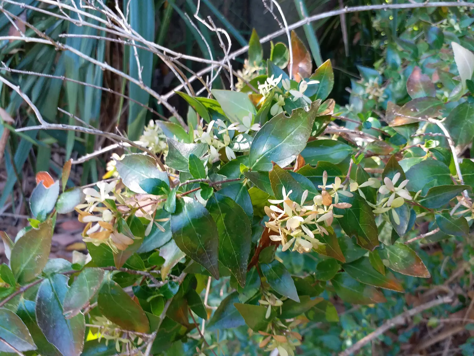 Pink Abelia (Abelia X Grandiflora) — Its low maintenance and resistance to pests make it an attractive, versatile choice for any landscape; widely, image 83