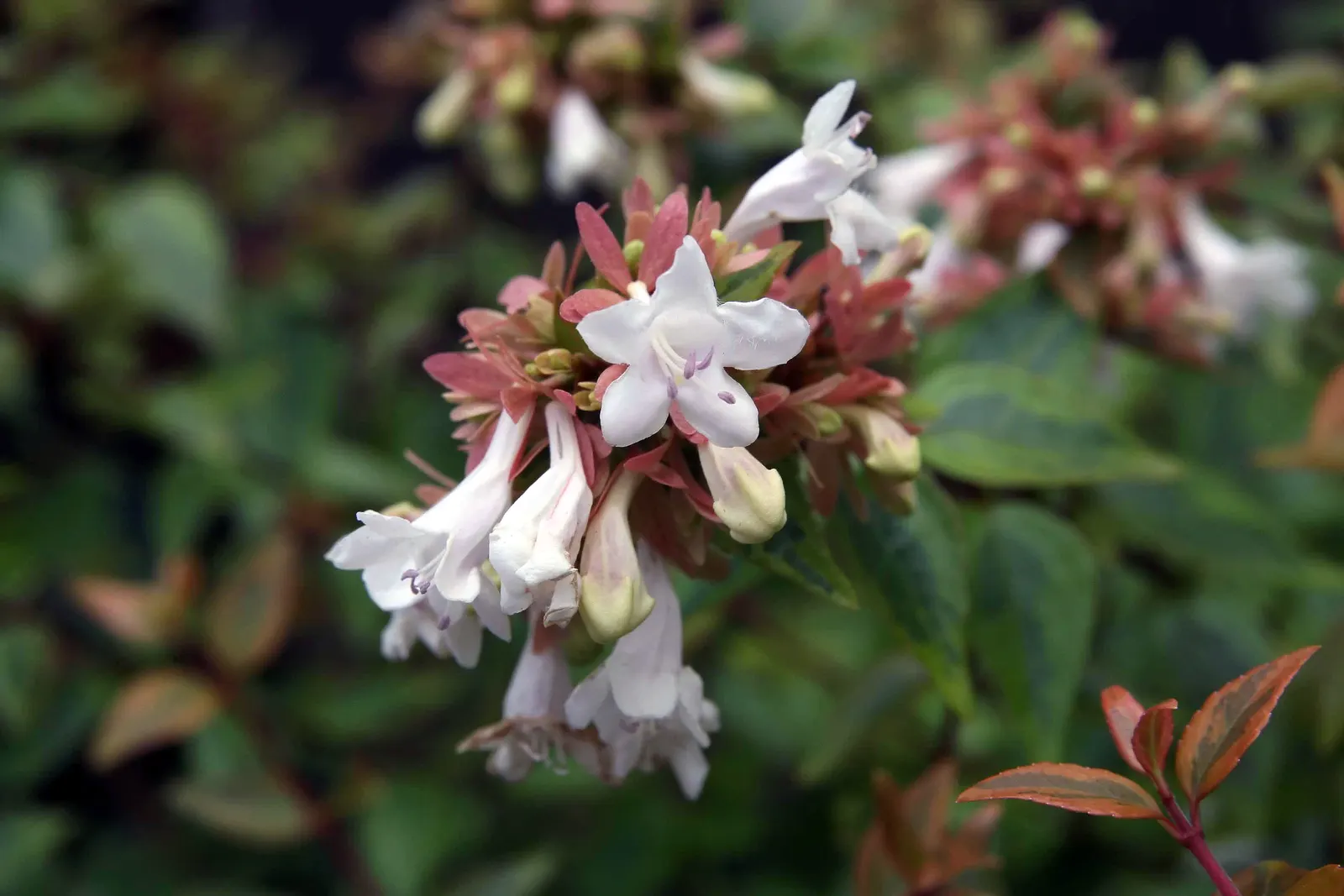 Pink Abelia (Abelia X Grandiflora) — Pink Abelia (Abelia x grandiflora) is a hybrid, semi-evergreen shrub with graceful arching branches
