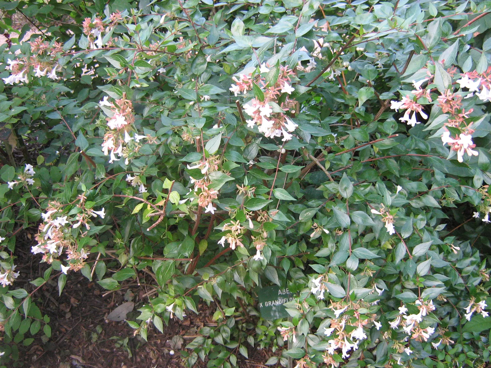Pink Abelia (Abelia X Grandiflora) — providing year-round visual interest.<br><br>Spring through fall; and showcasing a height and spread of 3 to 6, image 65