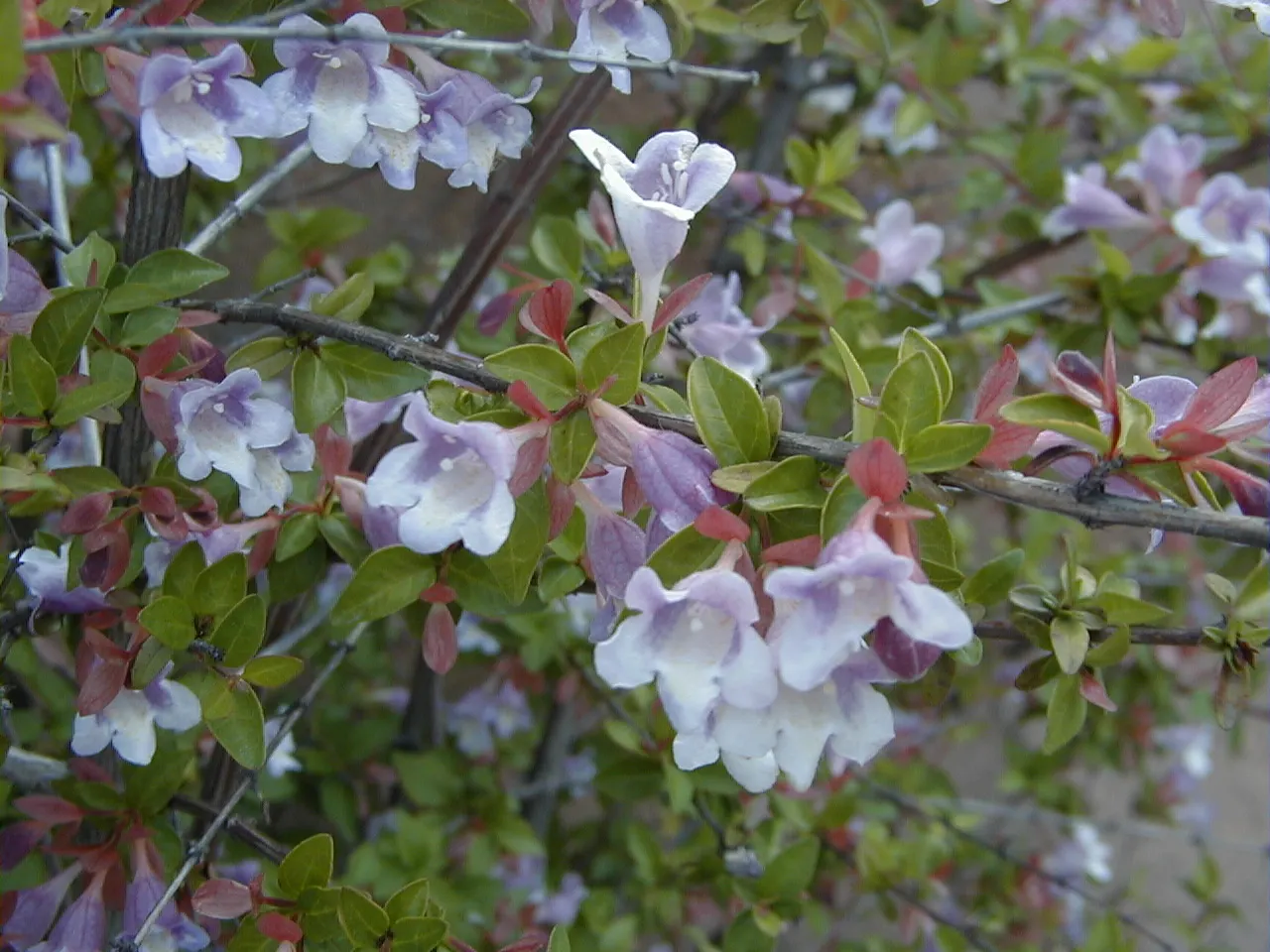 Pink Abelia (Abelia X Grandiflora) — shrub with pink blooms; when designing with the Pink Abelia