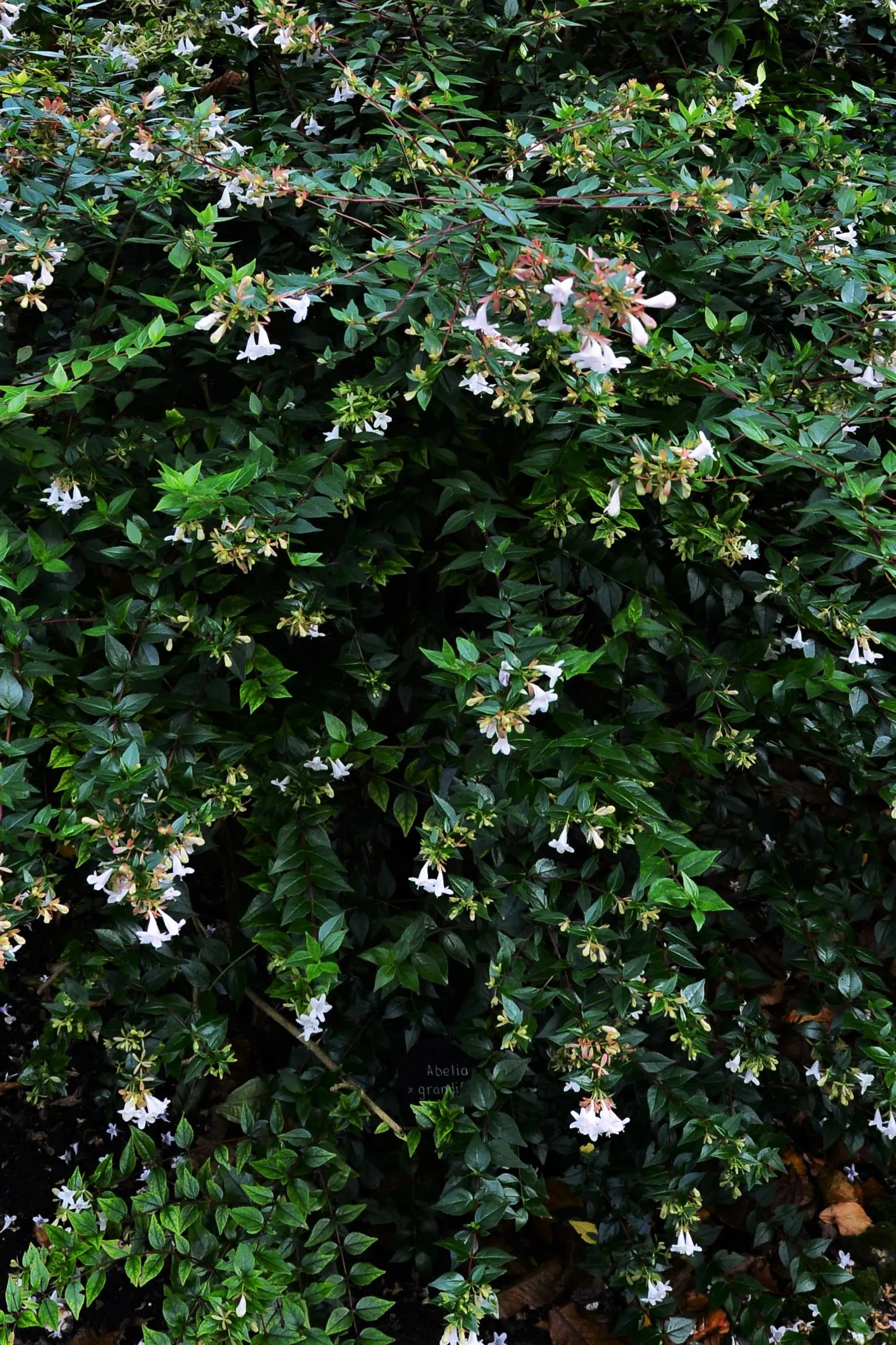 Pink Abelia (Abelia X Grandiflora) — or as a stand-alone specimen; mature at 3-6 ft tall and wide, image 75