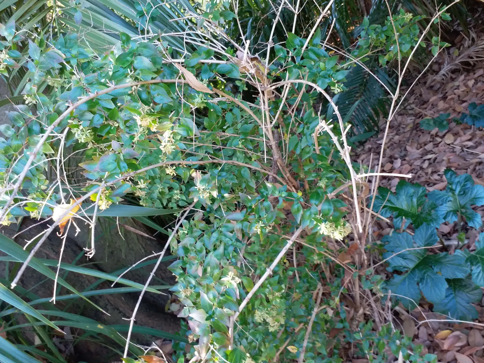 Pink Abelia (Abelia X Grandiflora) — shrub for full or half or shade; or as a stand-alone specimen, image 78