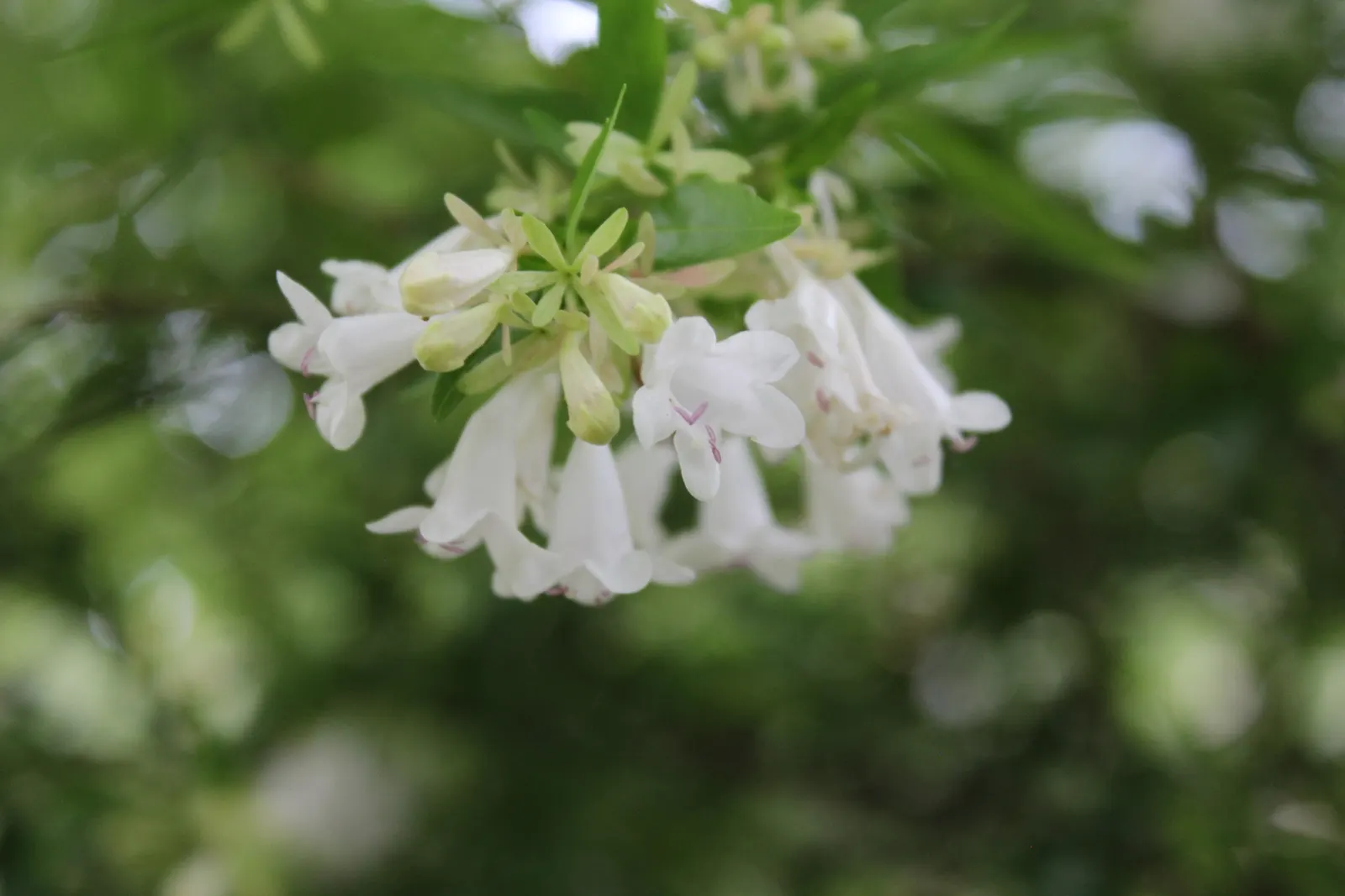 Pink Abelia (Abelia X Grandiflora) — Its low maintenance and resistance to pests make it an attractive, versatile choice for any landscape; widely cherished as