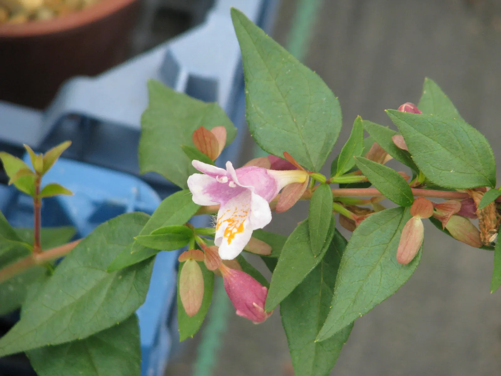 Pink Abelia (Abelia X Grandiflora) — thriving in USDA Hardiness Zones 5 through 9