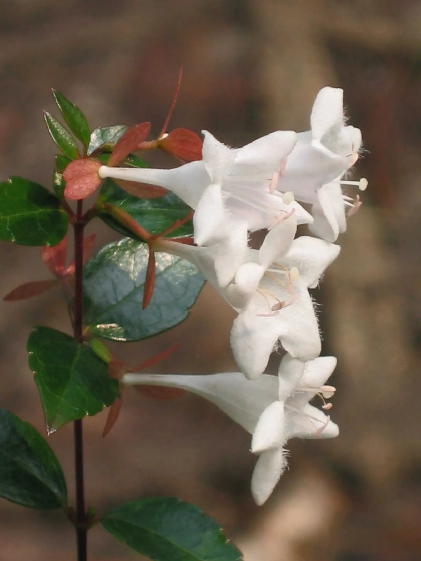 Pink Abelia (Abelia X Grandiflora) — Preferring full sun to partial shade, it thrives in zones 6-9, and is ideal for borders or mass plantings, image 82