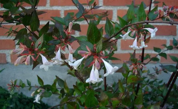 Pink Abelia (Abelia X Grandiflora) — which serves as a strong attractant for pollinators like butterflies and bees; pink flowers in the garden, image 67