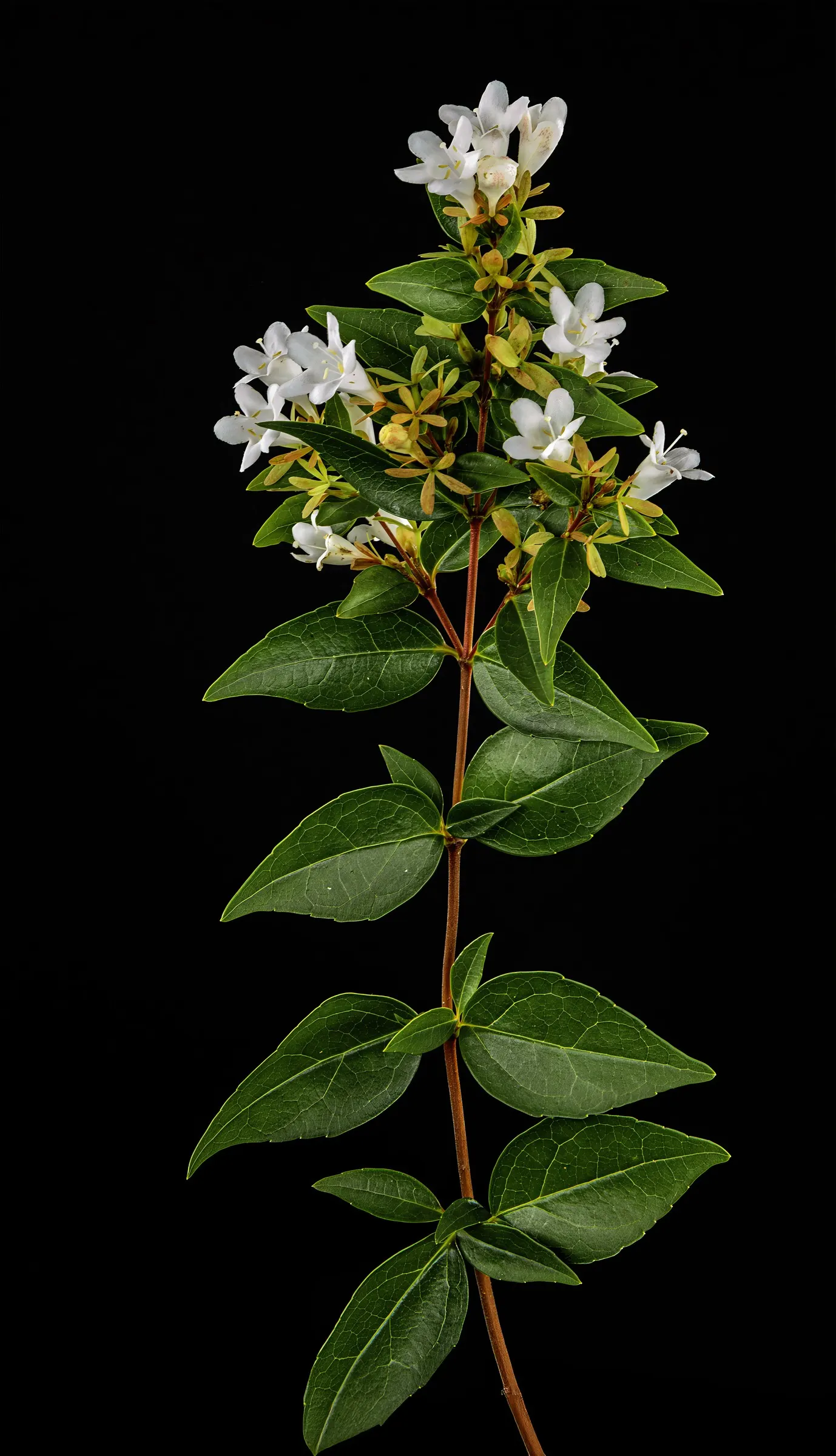 Pink Abelia (Abelia X Grandiflora) — Its low maintenance and resistance to pests make it an attractive, versatile choice for any landscape; widely, image 57