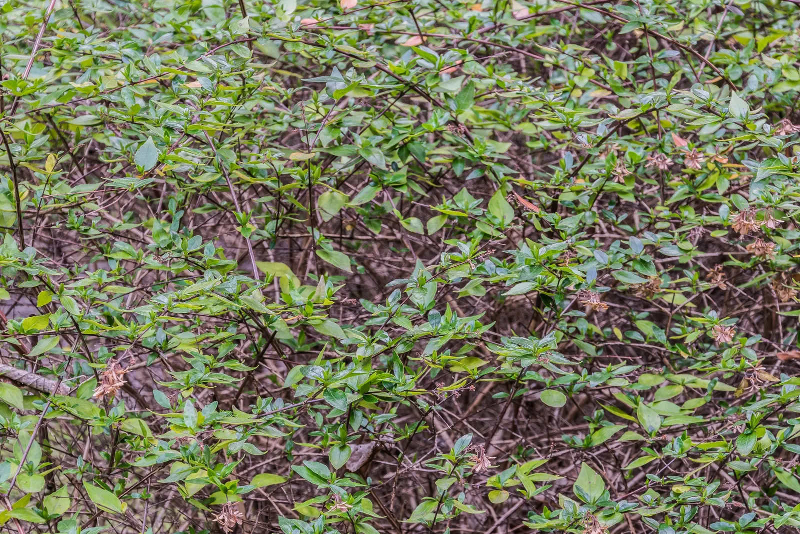 Pink Abelia (Abelia X Grandiflora) — and showcasing a height and spread of 3 to 6 feet with a similar width; which serves as a strong attractant for, image 62