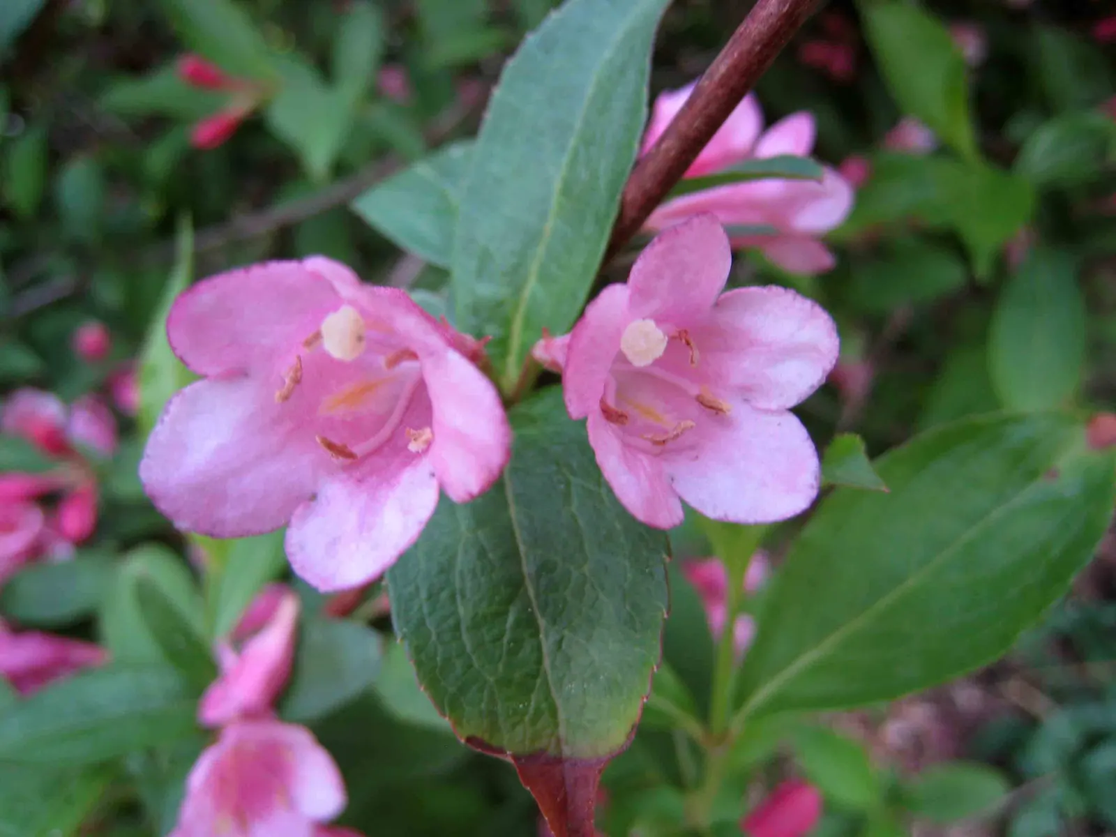Pink Abelia (Abelia X Grandiflora) — shrub with pink blooms; when designing with the Pink Abelia, image 77