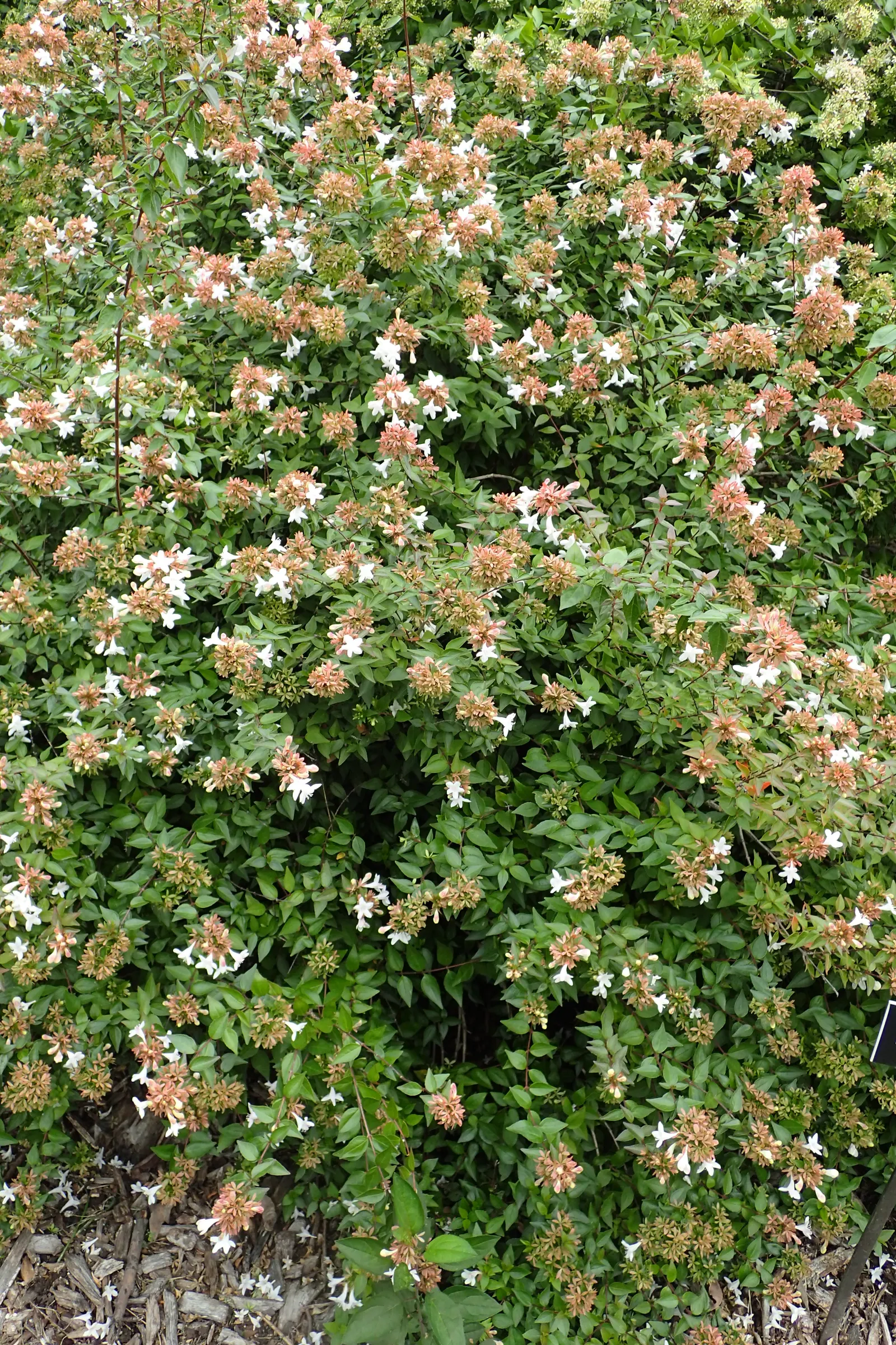 Pink Abelia (Abelia X Grandiflora) — pink-tinged flowers that emit a sweet fragrance; requiring well-drained soil and moderate watering to establish a robust
