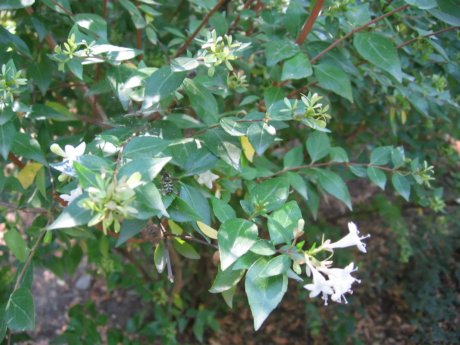 Pink Abelia (Abelia X Grandiflora) — providing year-round visual interest.<br><br>Spring through fall; and showcasing a height and spread of 3 to 6 feet with a
